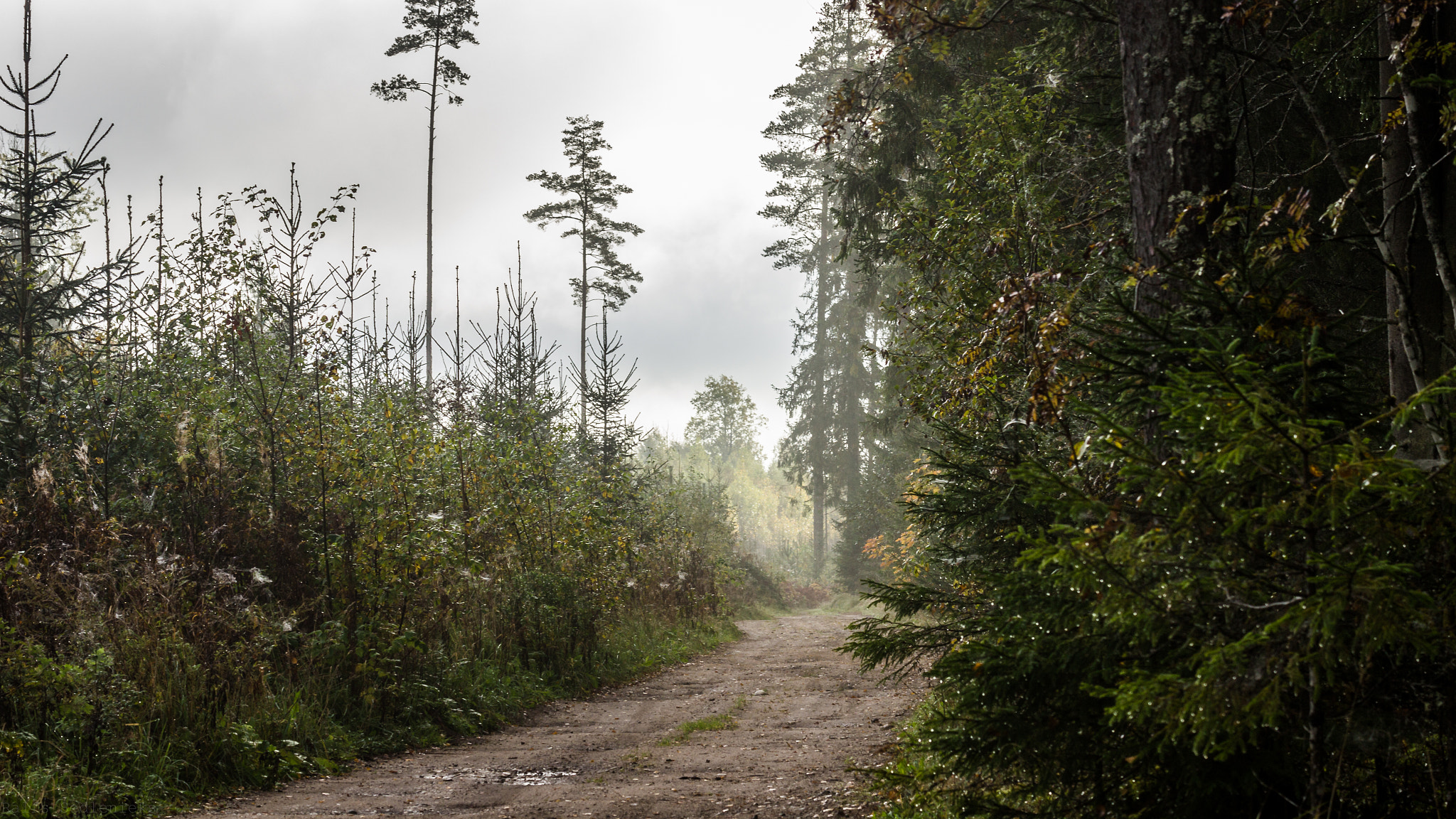 Tamron SP 35mm F1.8 Di VC USD sample photo. Into the woods photography