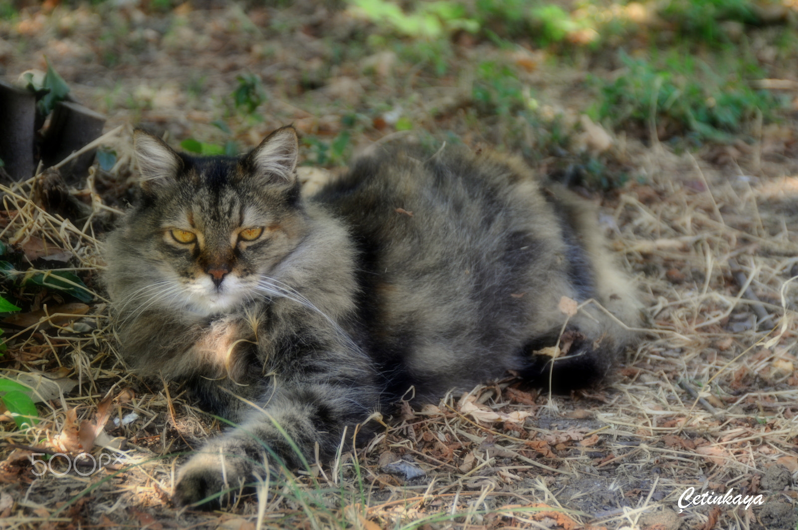 Nikon D300S sample photo. Get some sleep photography