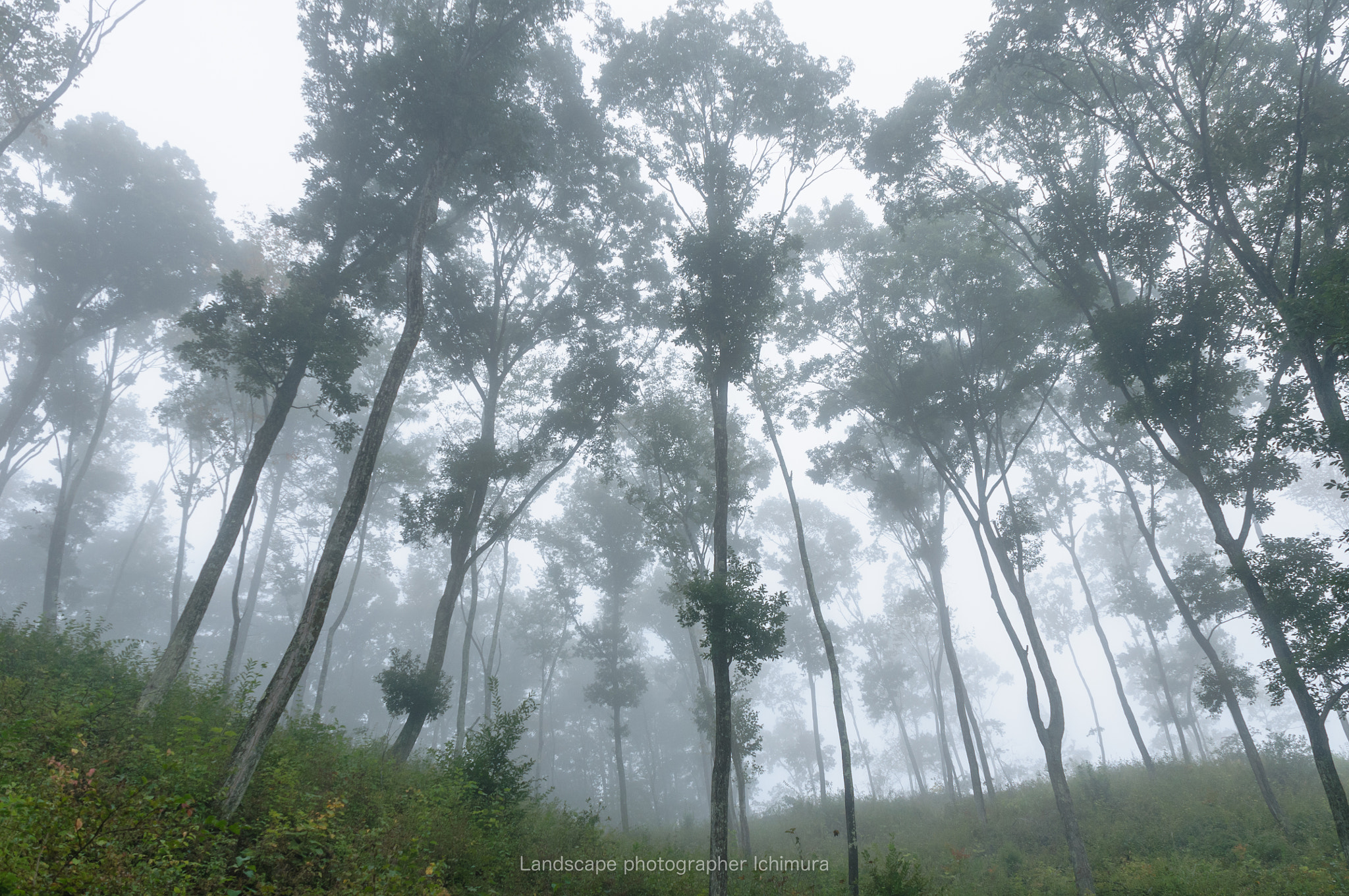 Nikon D300 sample photo. Forest of fog photography