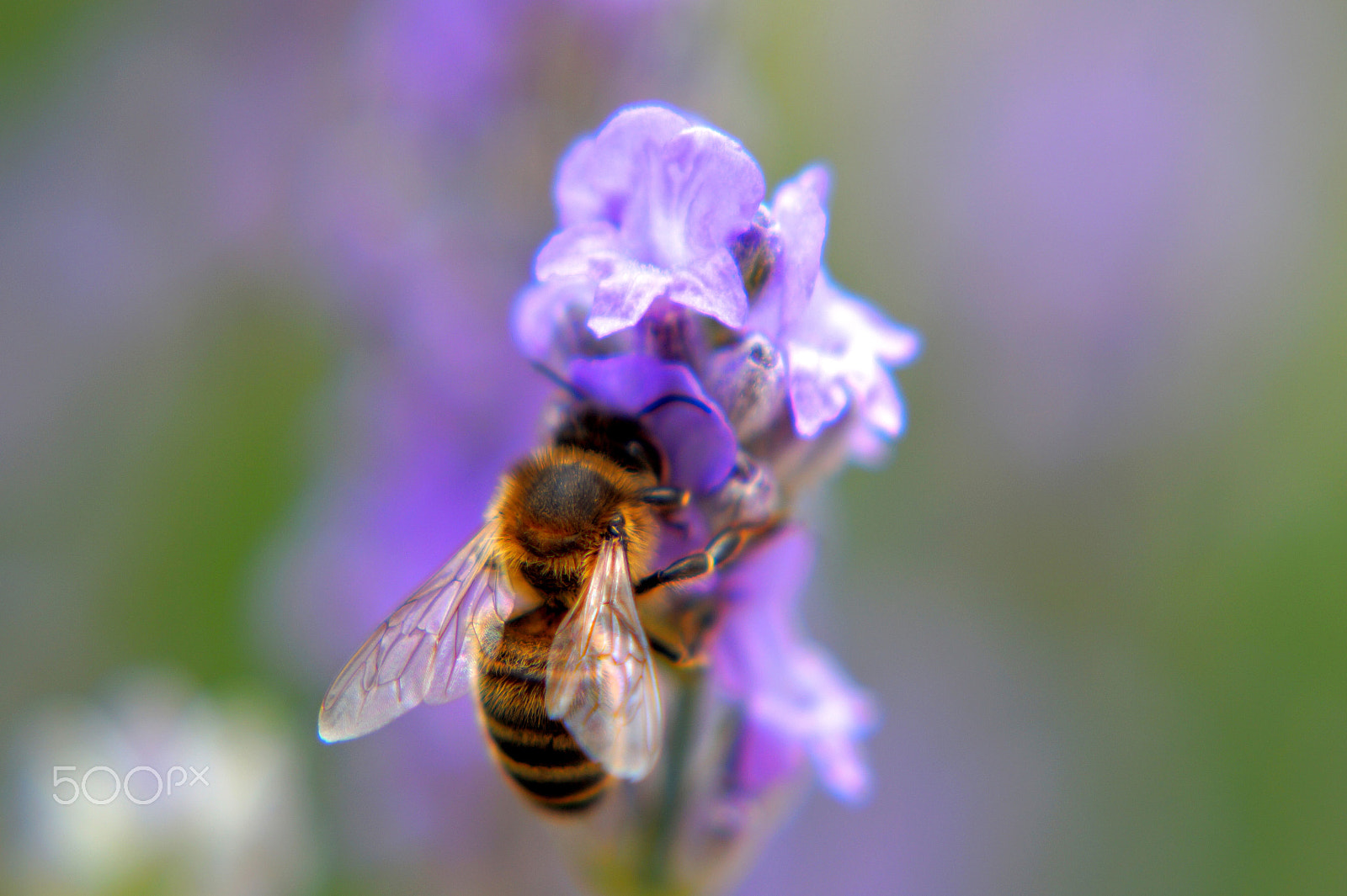 Sony 75-300mm F4.5-5.6 sample photo. Bee on lavanda photography