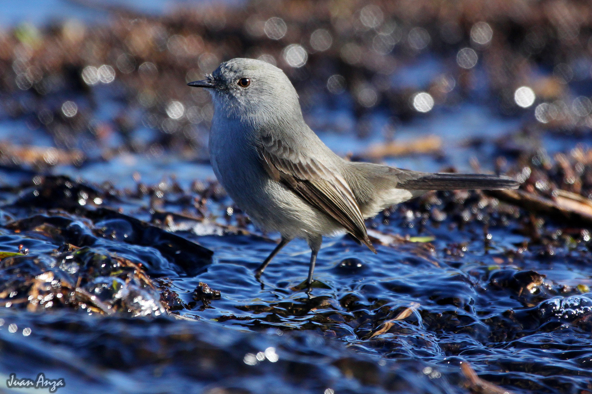 Canon EF 100-400mm F4.5-5.6L IS USM sample photo. Sooty tyrannulet photography