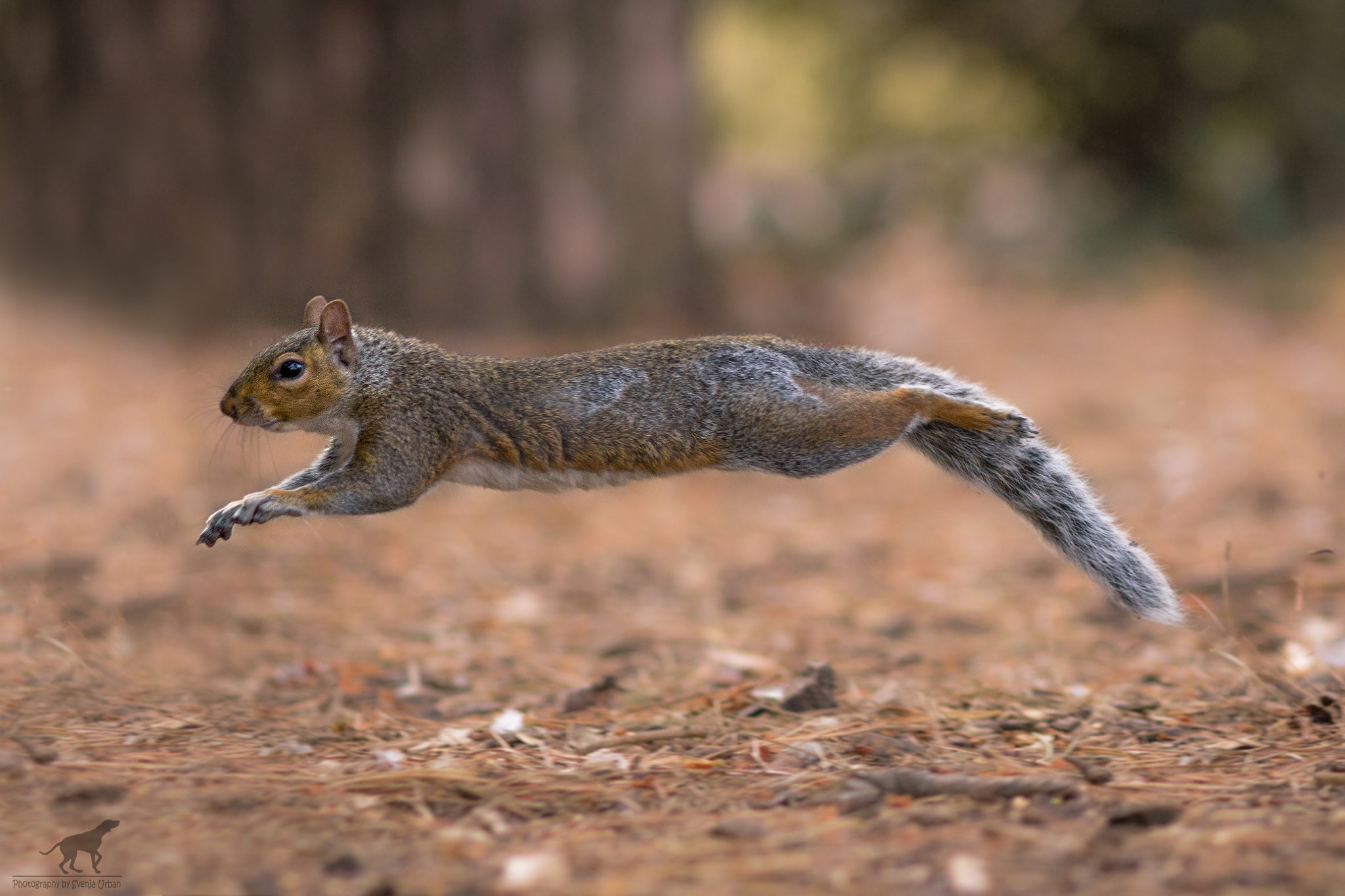 Canon EOS 60D + Canon EF 200mm F2.8L II USM sample photo. Flying squirrel photography