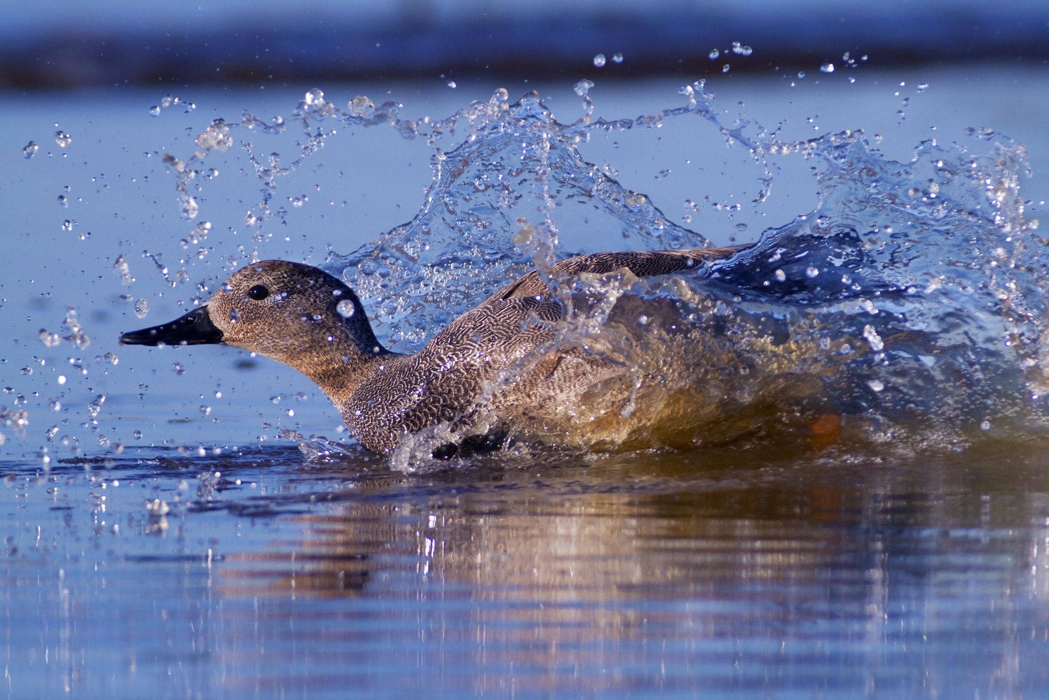 Canon EF 300mm f/2.8L + 2x sample photo. Gadwall photography