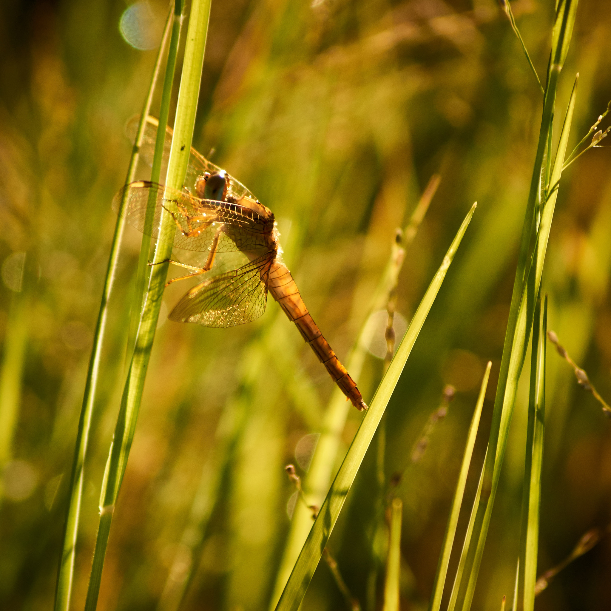 Sony SLT-A65 (SLT-A65V) sample photo. The dragonfly photography