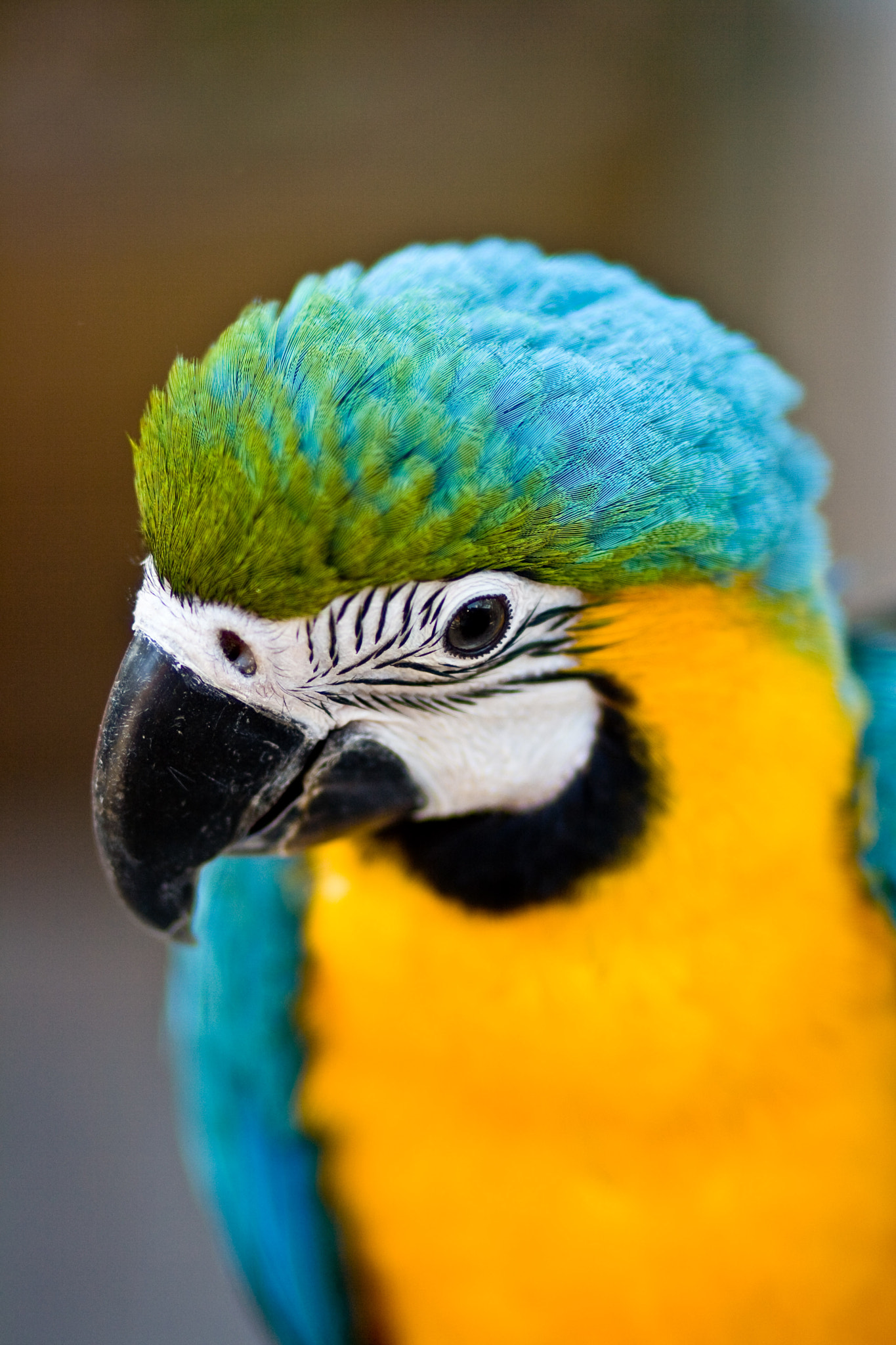 Canon EF 85mm F1.8 USM sample photo. Bird market hong kong photography