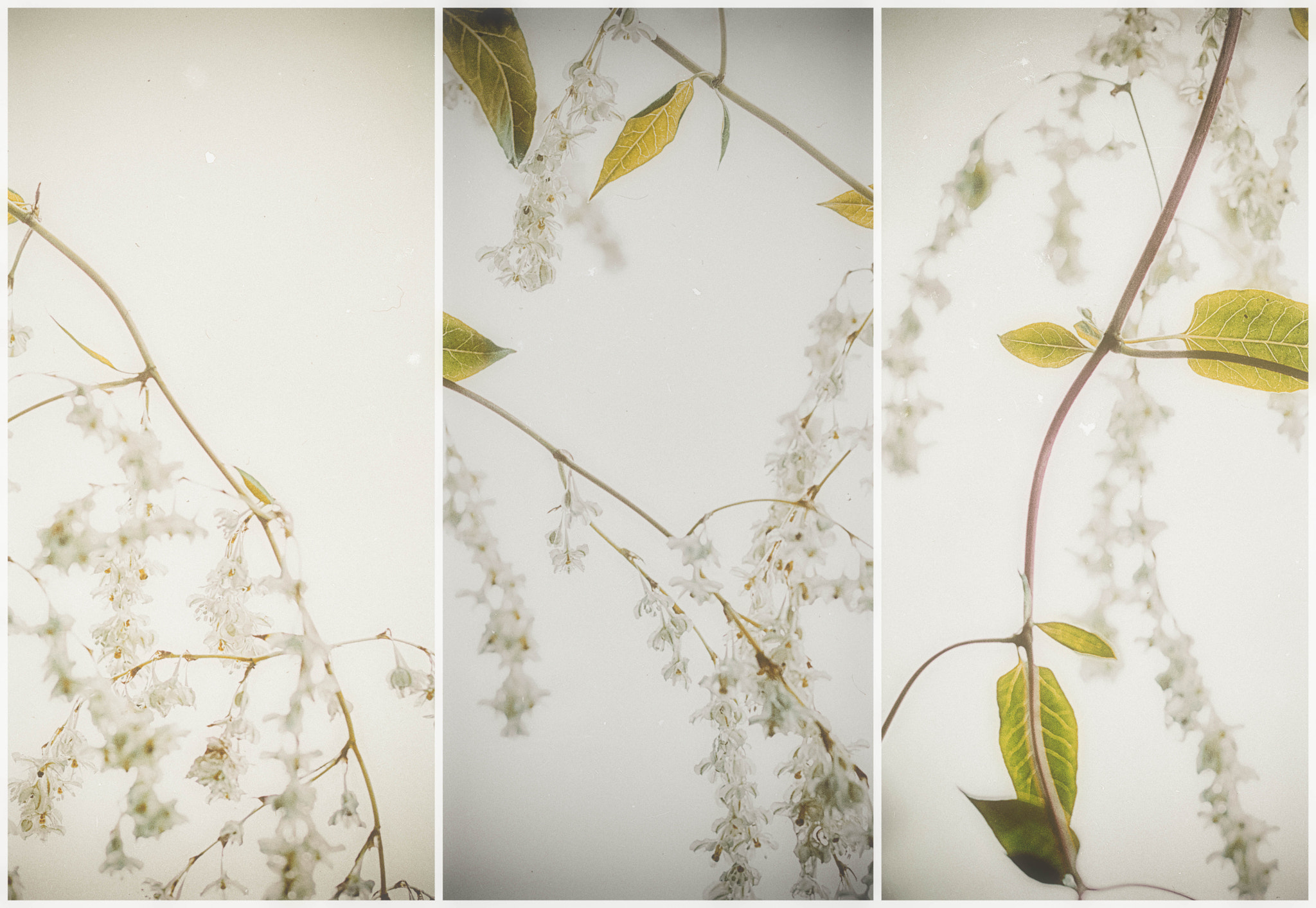 Sony ILCA-77M2 + 150mm F2.8 sample photo. Triple photography