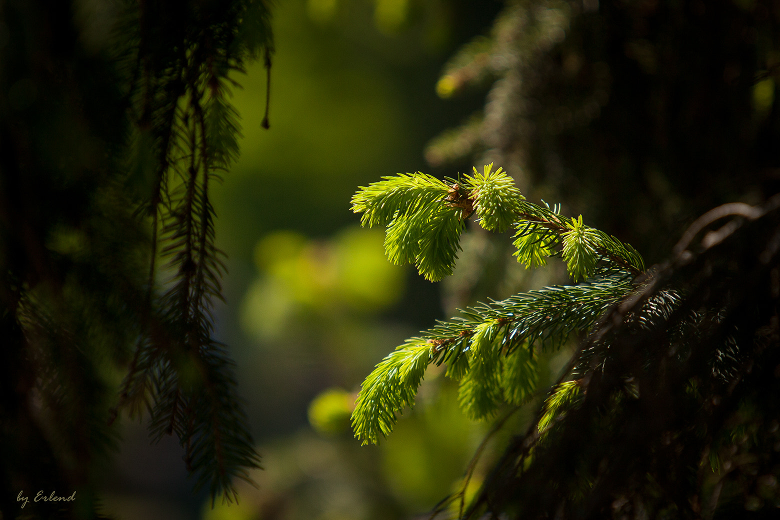 Canon EOS 5D Mark II + Canon EF 70-200mm F2.8L USM sample photo. Young spruce branch photography
