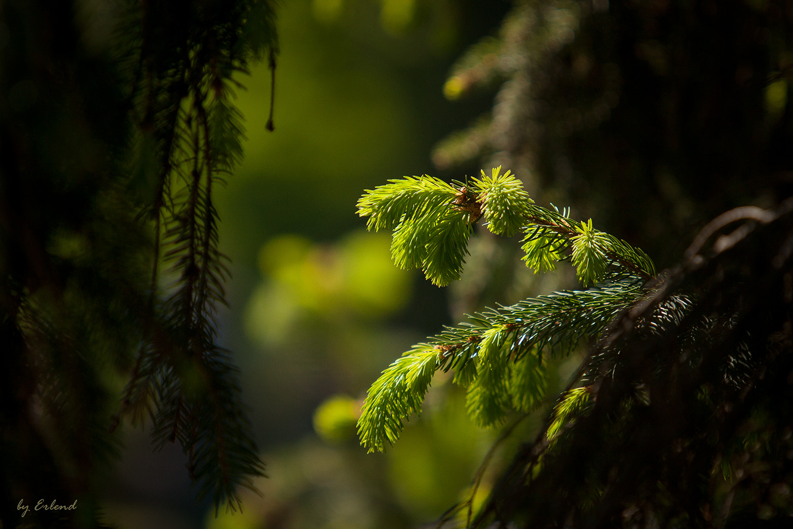 Canon EF 70-200mm F2.8L USM sample photo. Young spruce branch photography
