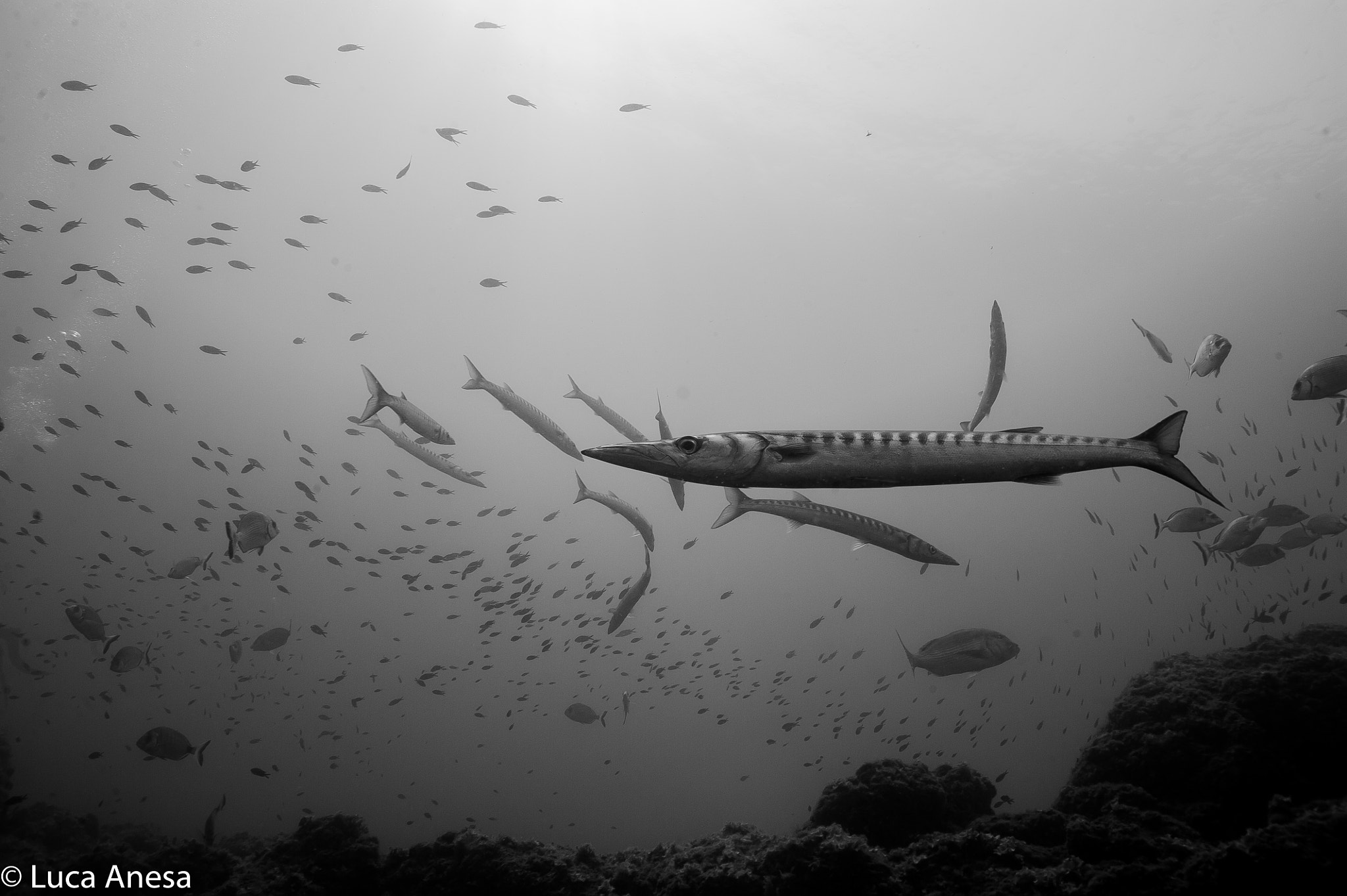 Nikon D700 + AF Nikkor 24mm f/2.8 sample photo. Bergeggi island protected marine area photography