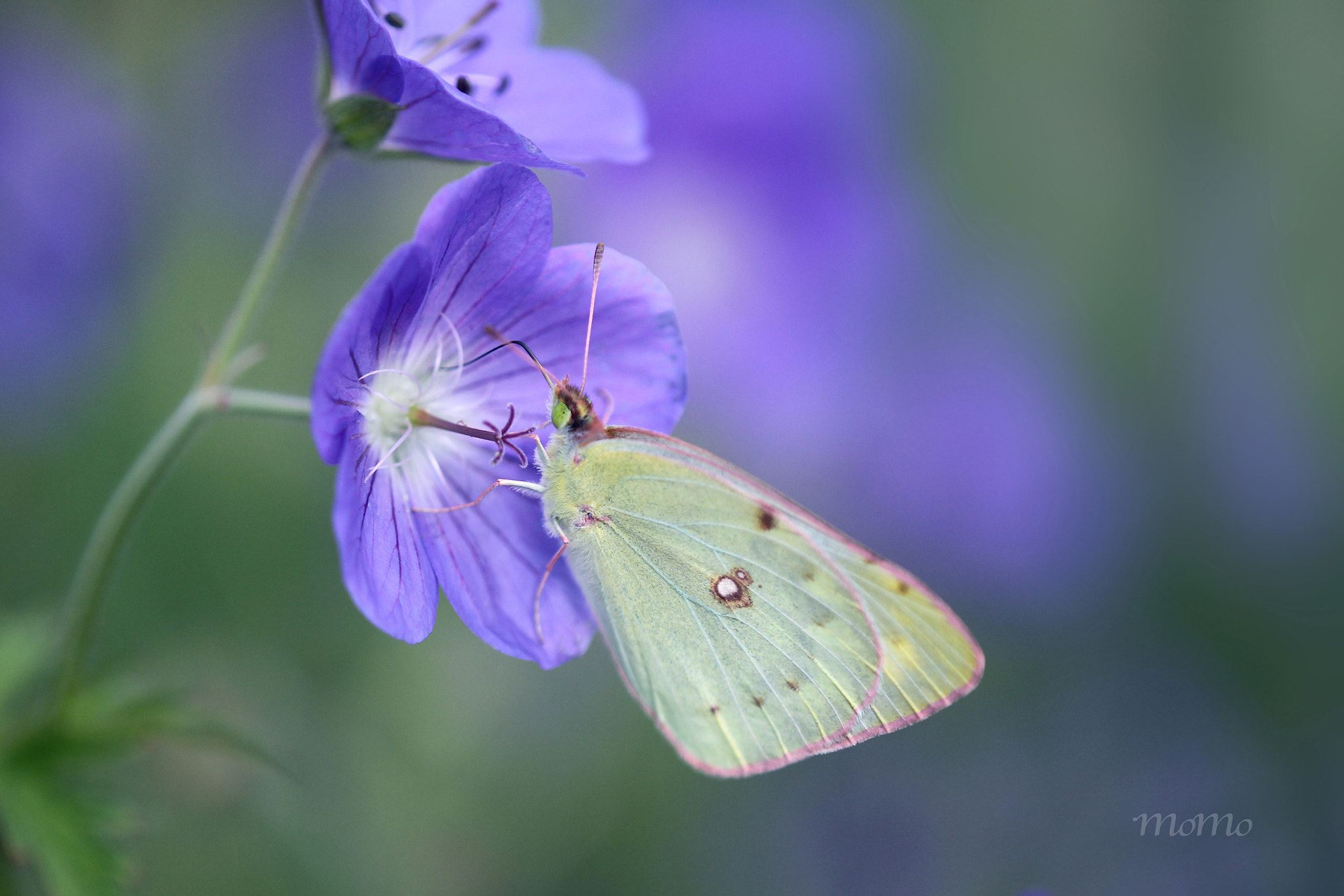 Tamron SP AF 180mm F3.5 Di LD (IF) Macro sample photo. Colias☆+ﾟ photography