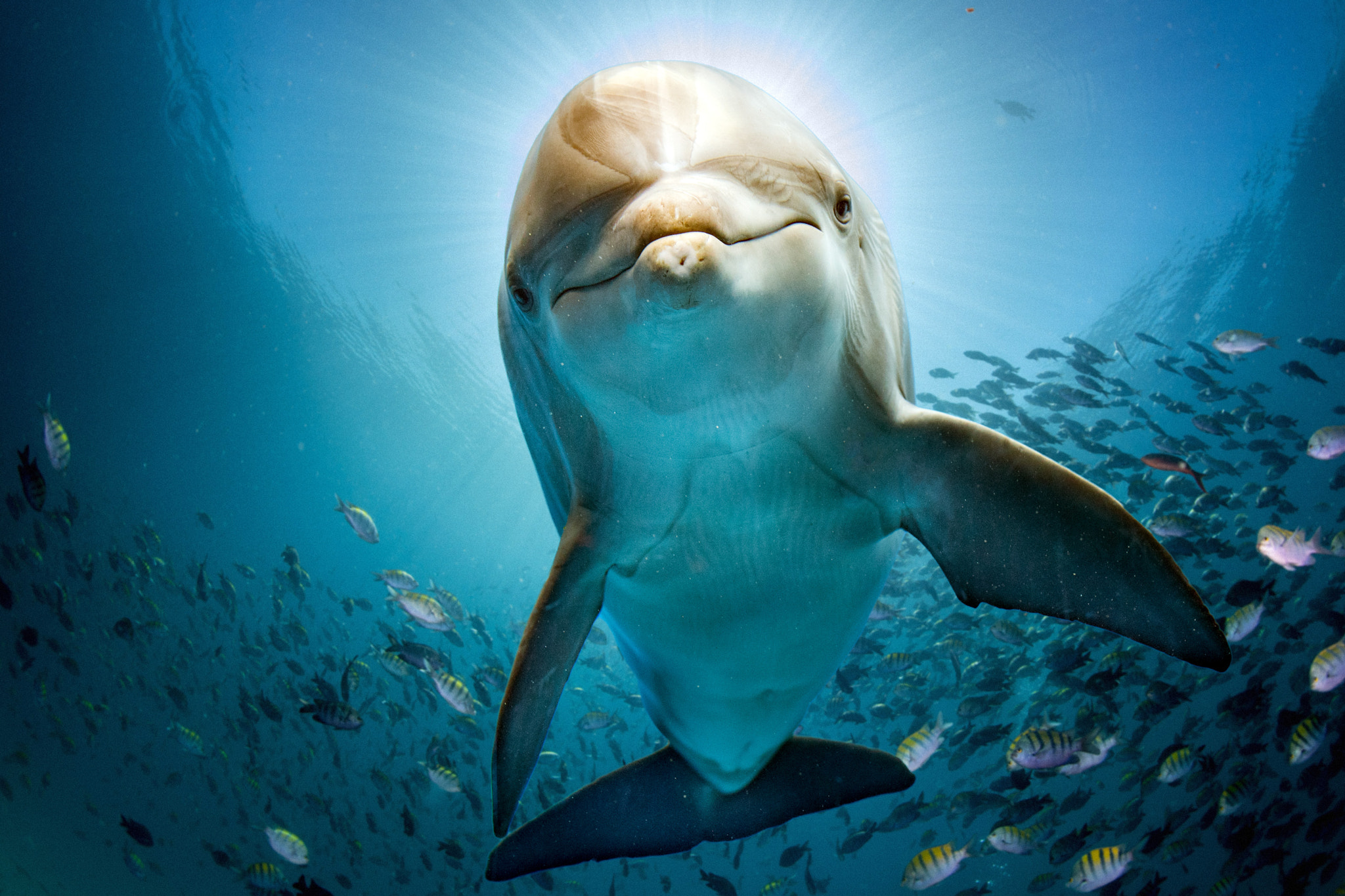 Nikon D5 sample photo. Dolphin tale photography