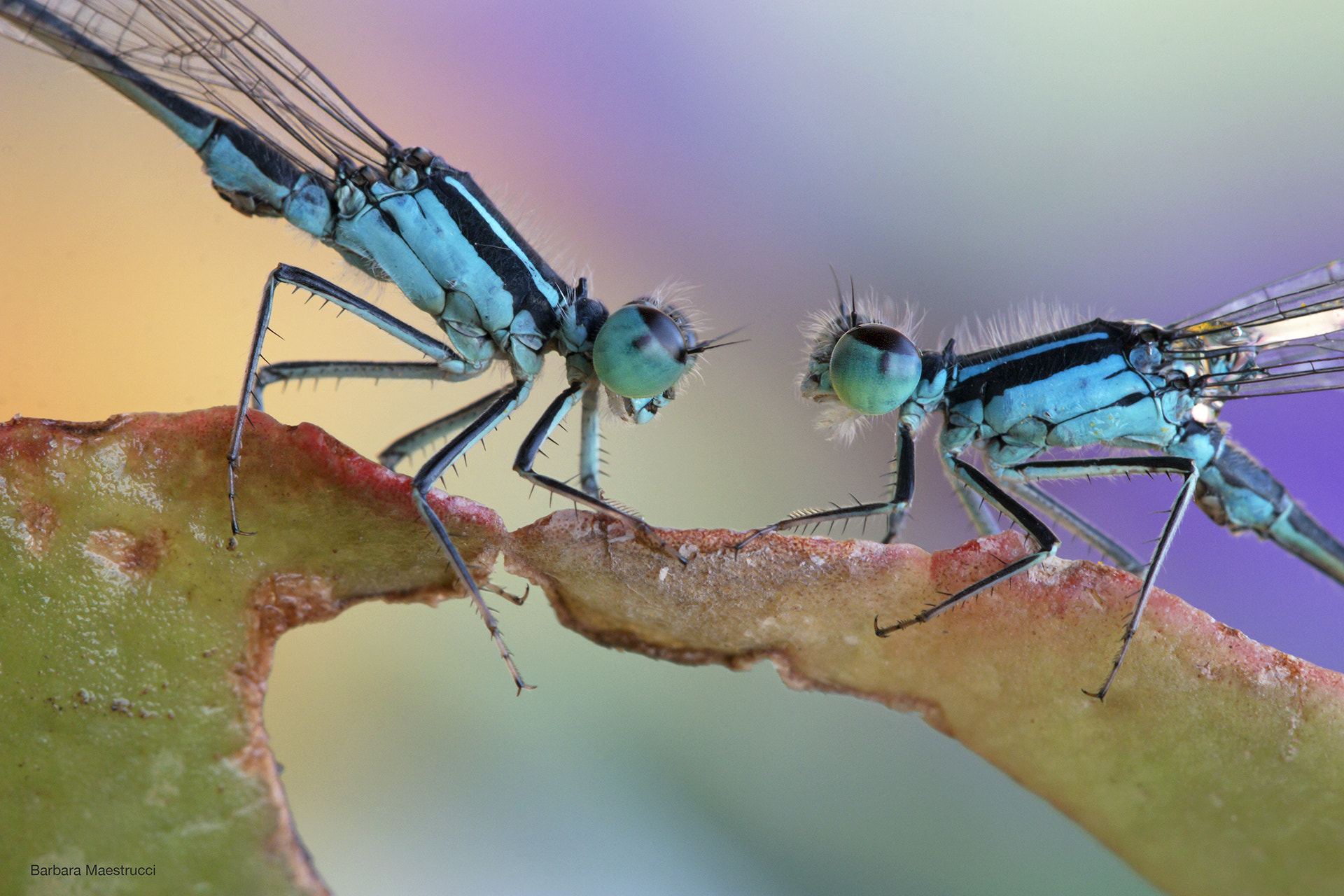 Canon EOS 70D + Canon EF 100mm F2.8L Macro IS USM sample photo. Damigelle ... photography