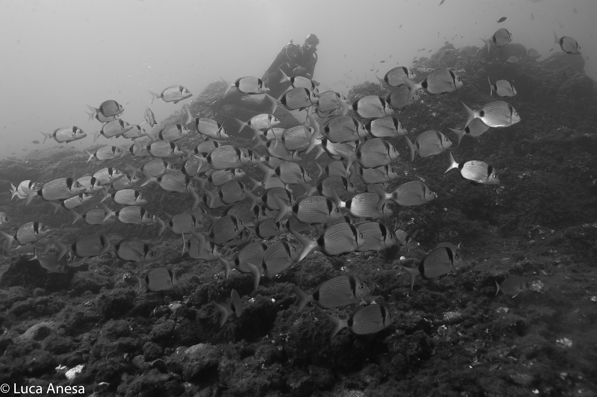 Nikon D700 + AF Nikkor 24mm f/2.8 sample photo. Bergeggi island protected marine area photography