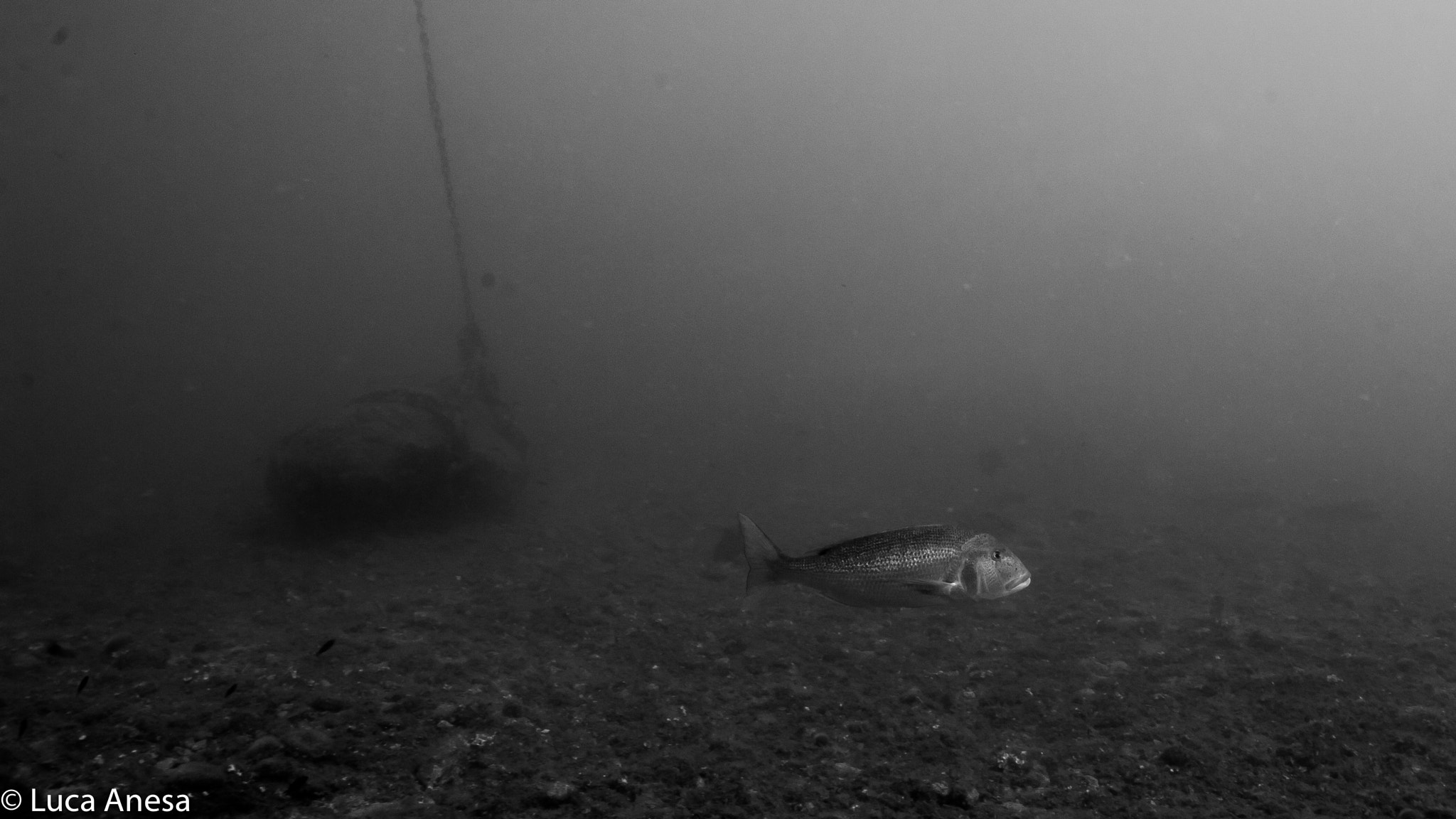 Nikon D700 + AF Nikkor 24mm f/2.8 sample photo. Bergeggi island protected marine area photography