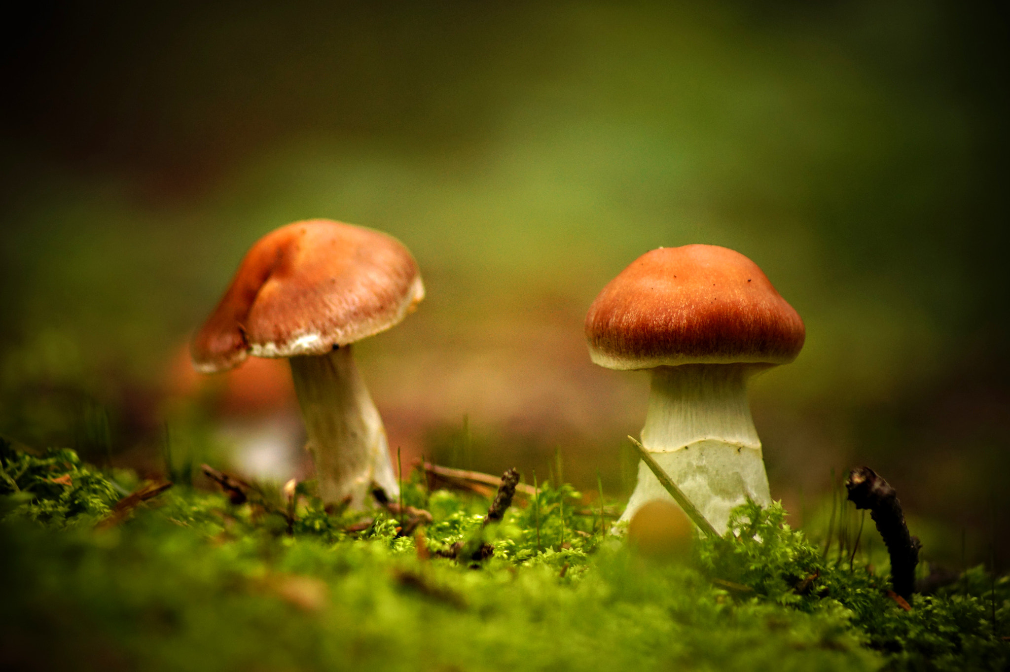 Sony SLT-A58 sample photo. Mushrooms in the forest photography