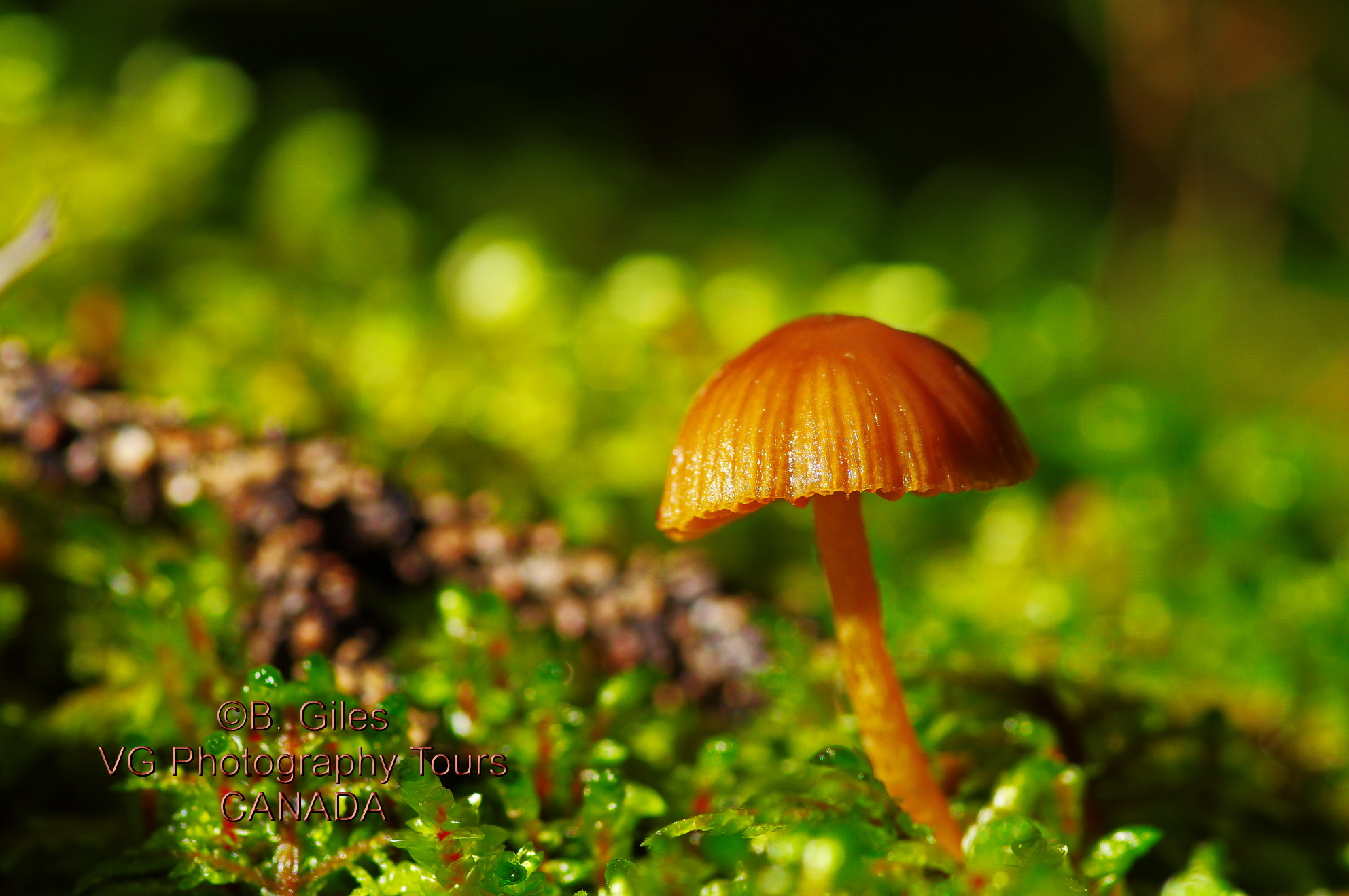Pentax smc D-FA 100mm F2.8 macro sample photo. Tiny perfection photography