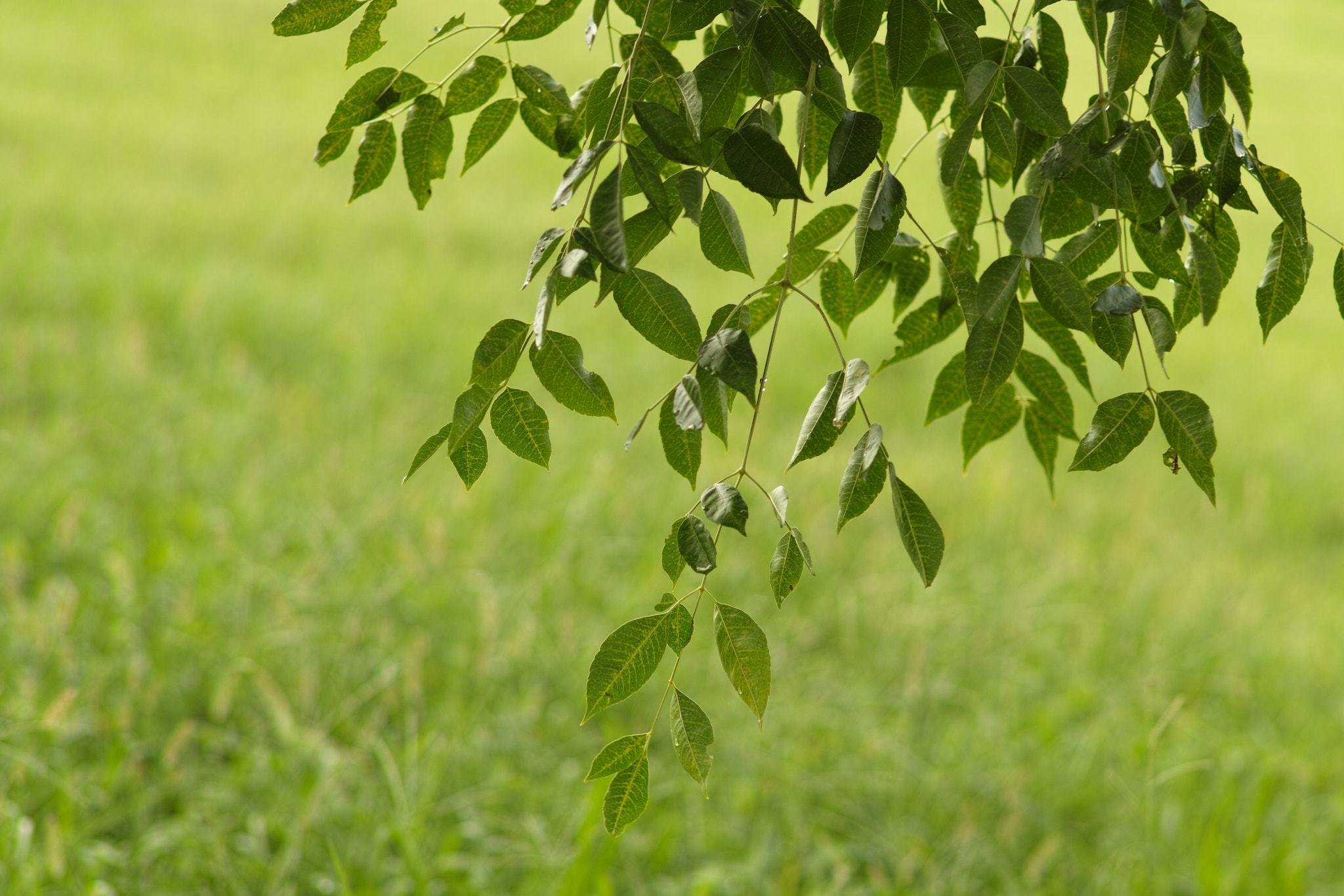 Sigma SD1 Merrill + Sigma 85mm F1.4 EX DG HSM sample photo. Fumi photography