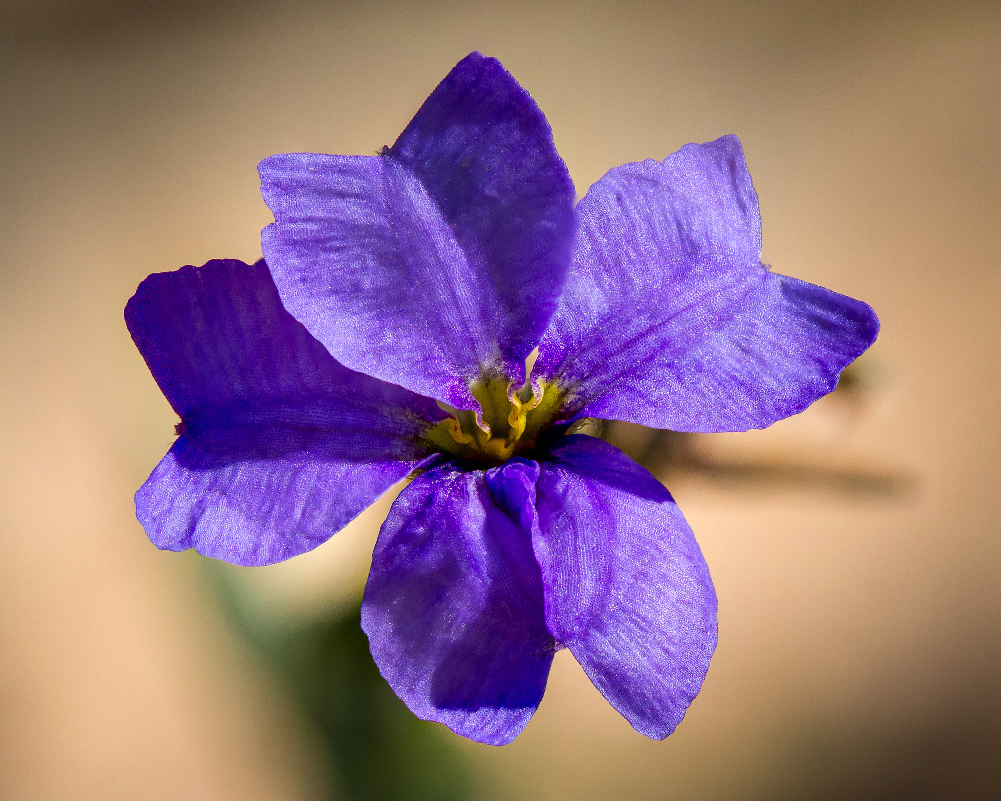 Canon EOS 7D + Canon EF 100mm F2.8L Macro IS USM sample photo. Shadows photography