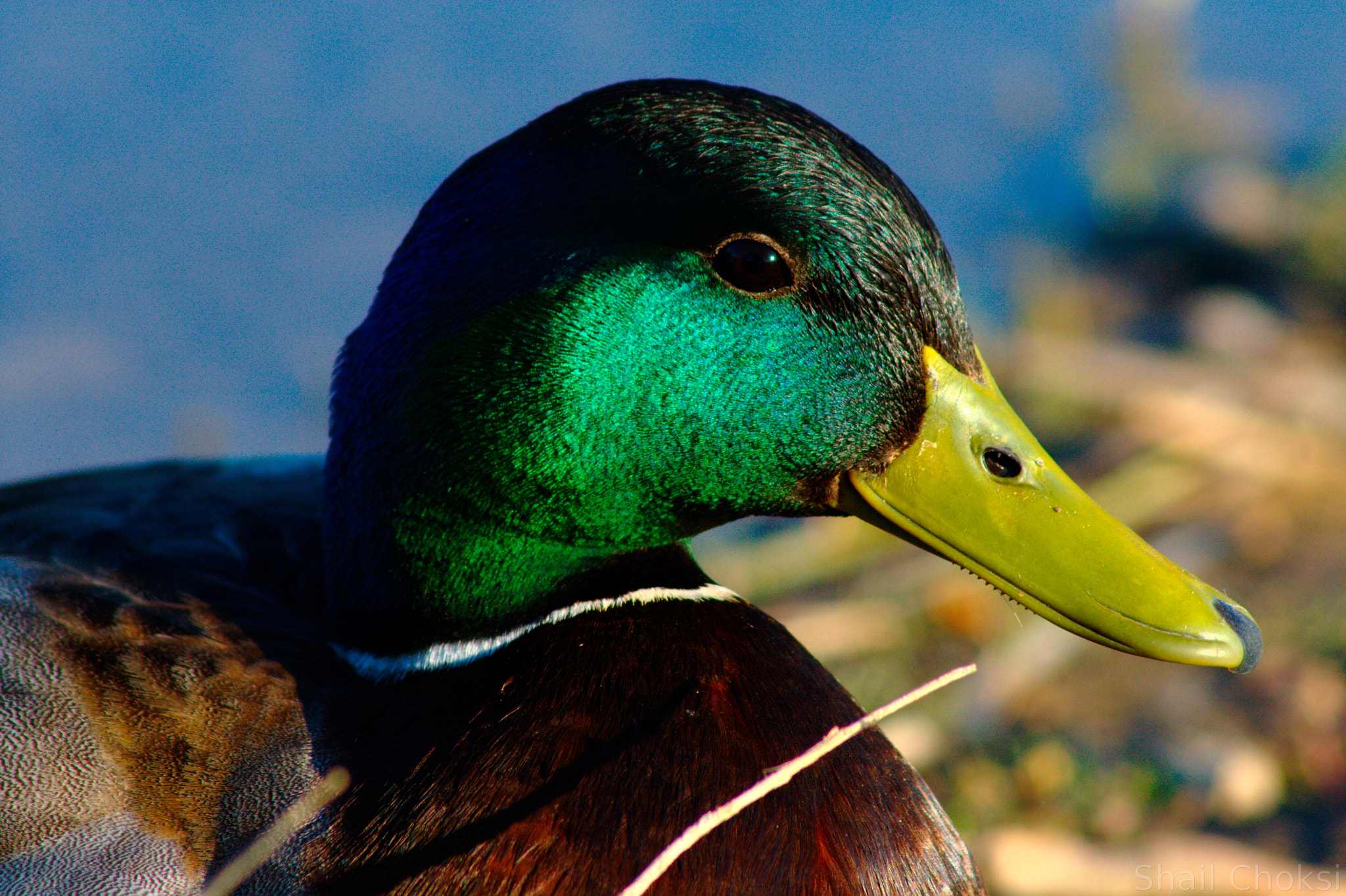 Canon EOS 400D (EOS Digital Rebel XTi / EOS Kiss Digital X) sample photo. Quack quack photography