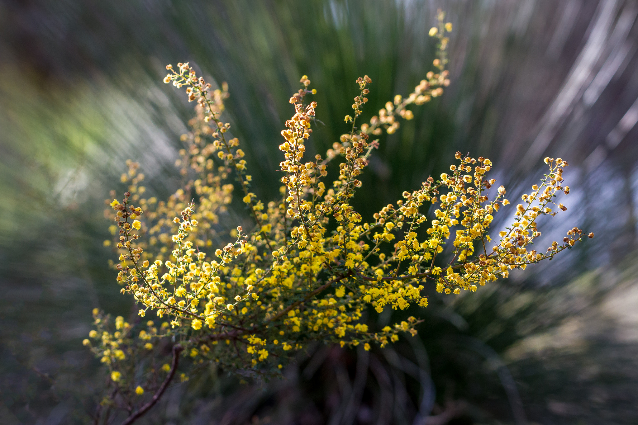 Canon EOS 7D + Canon EF 100mm F2.8L Macro IS USM sample photo. Wild flowers photography