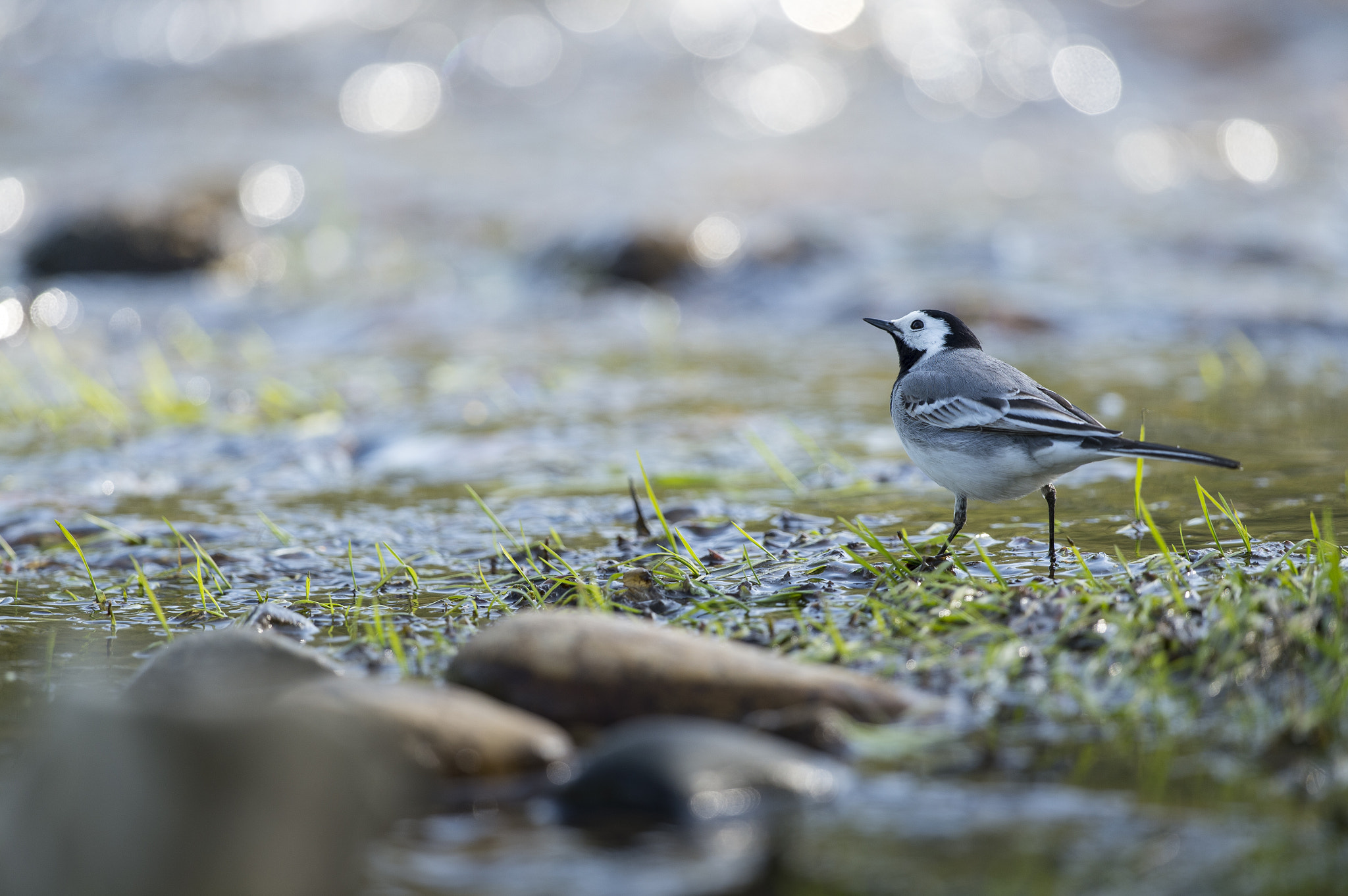 Nikon D4 sample photo. Bergeronnette grise - motacilla alba photography