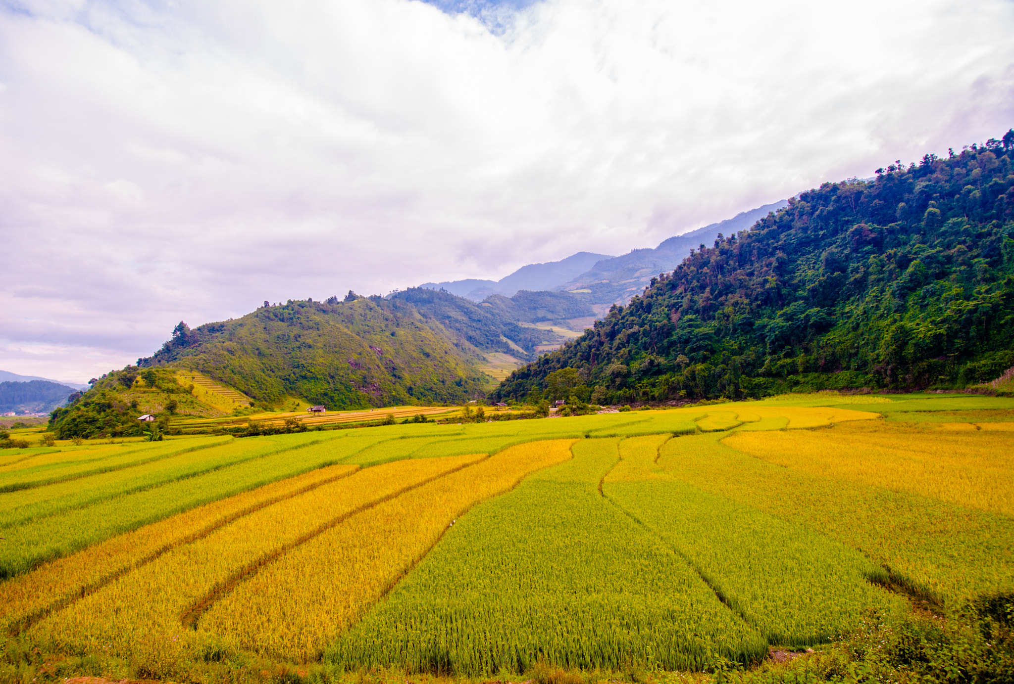 Nikon D300S + Nikon AF-S DX Nikkor 10-24mm F3-5-4.5G ED sample photo. Mu cang chai 2016 photography