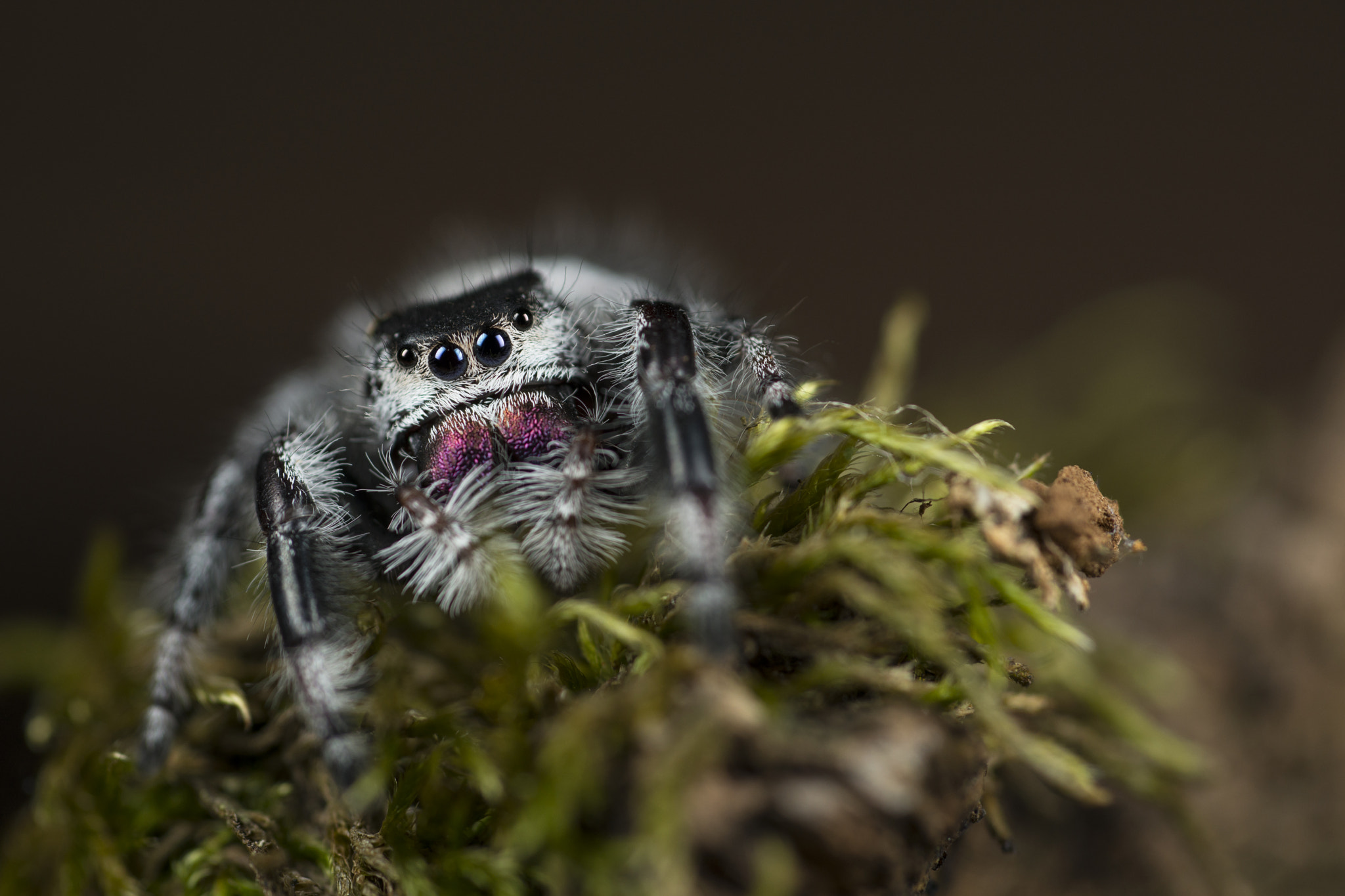 Nikon D800E sample photo. Phidippus regius (female) photography