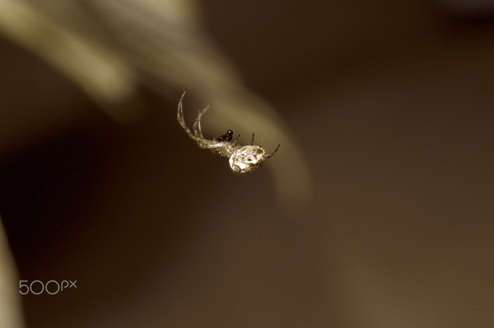 Sony SLT-A57 + Minolta AF 100mm F2.8 Macro [New] sample photo. Spiders life photography