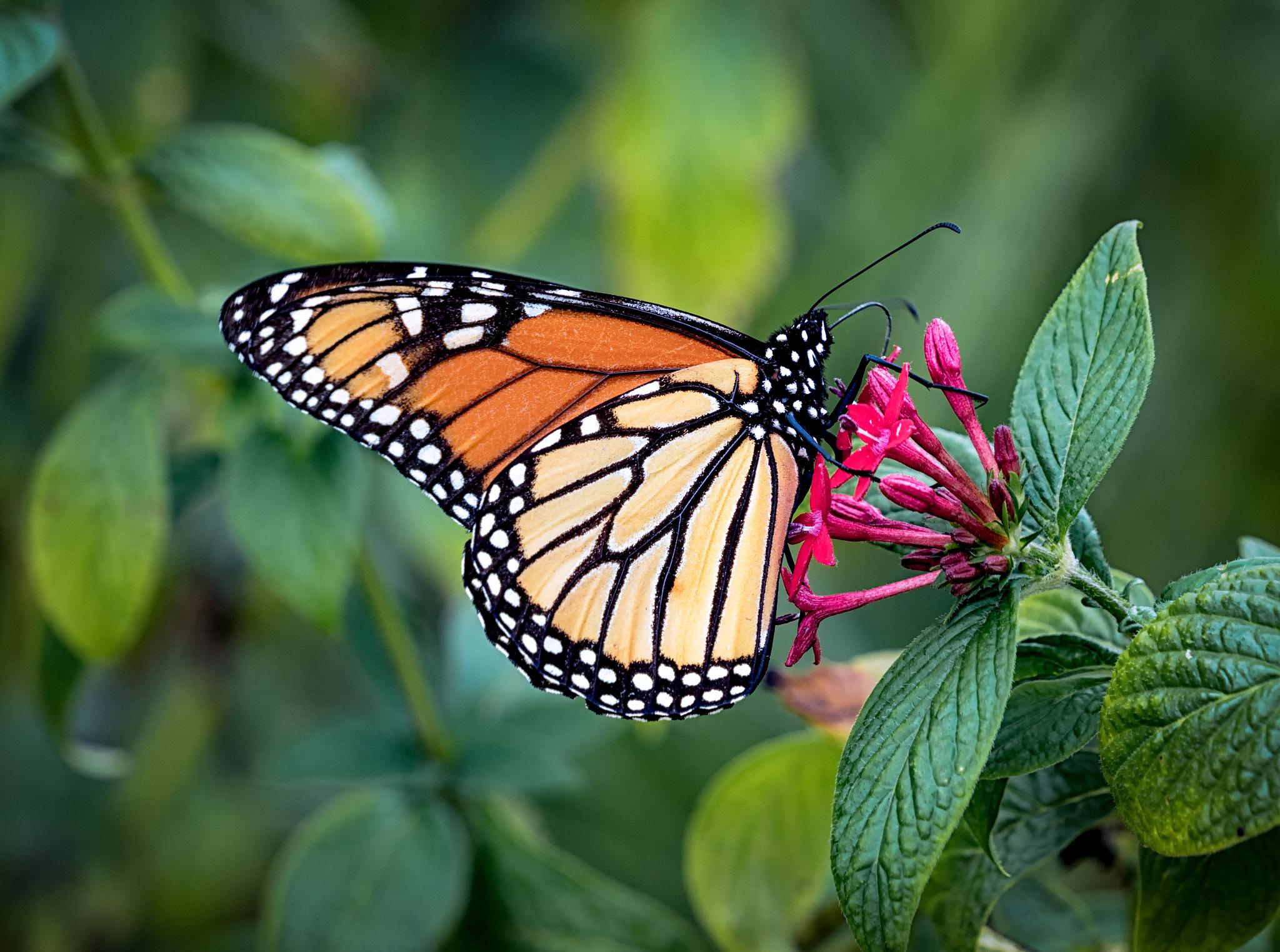 Sony a6300 + Sony FE 70-200mm F4 G OSS sample photo. Monarch hanging out photography