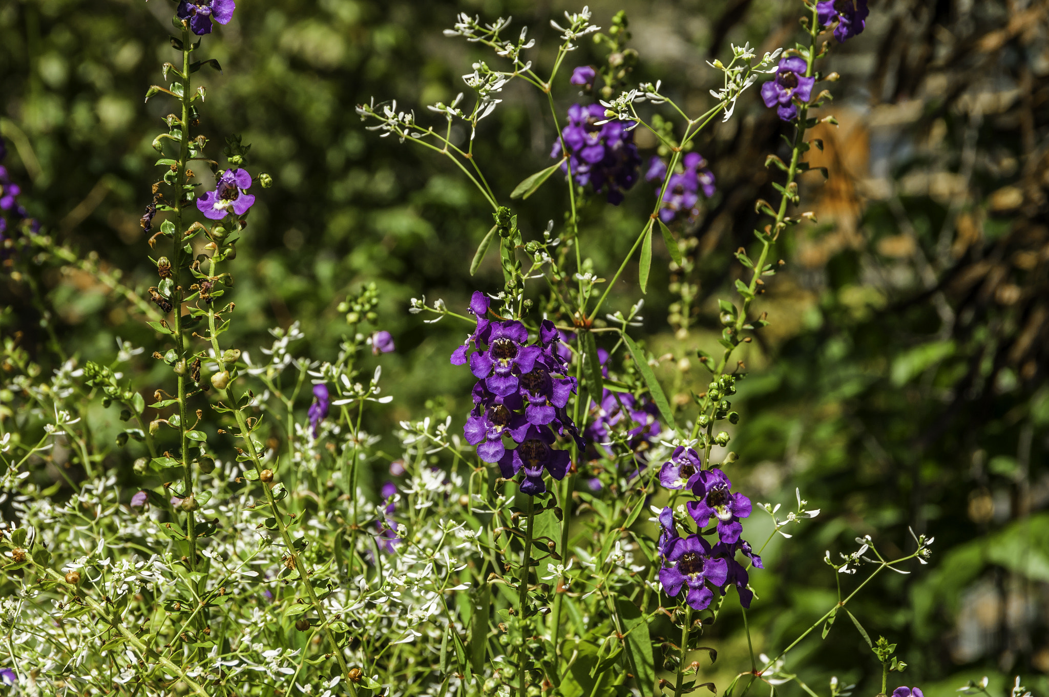 Pentax K20D sample photo. Gatlinburg photography