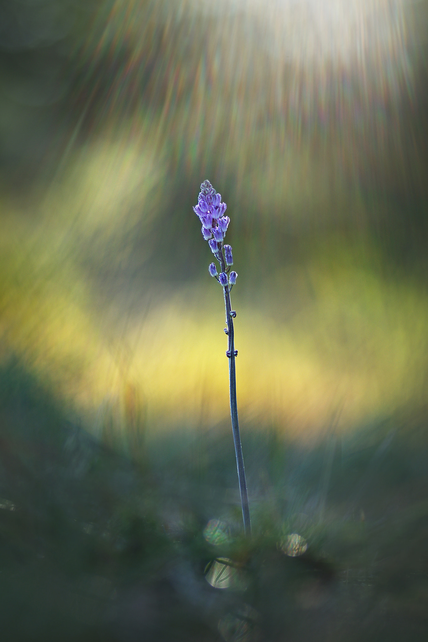Pentax K-5 + Tamron SP AF 90mm F2.8 Di Macro sample photo. Rayons matinaux photography