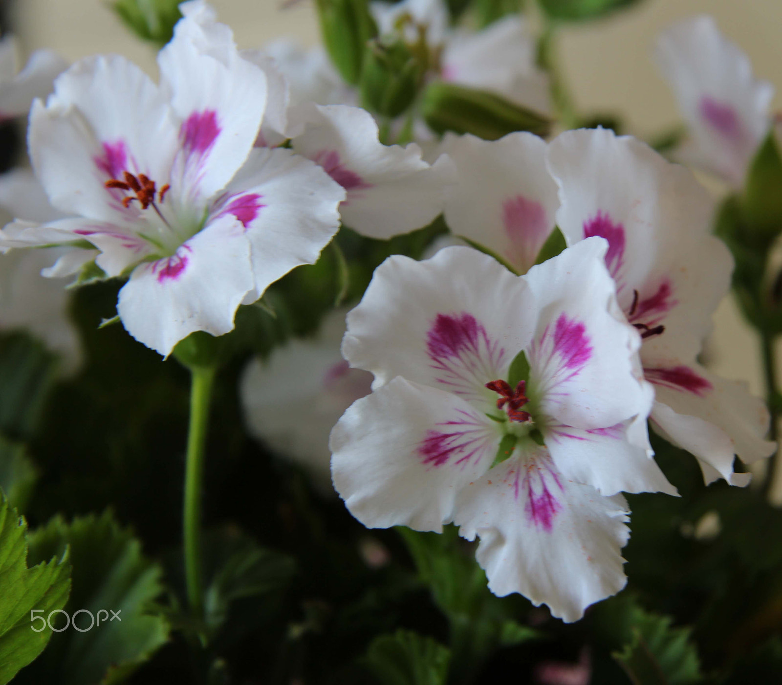 Canon EF-S 17-85mm F4-5.6 IS USM sample photo. Beauty photography