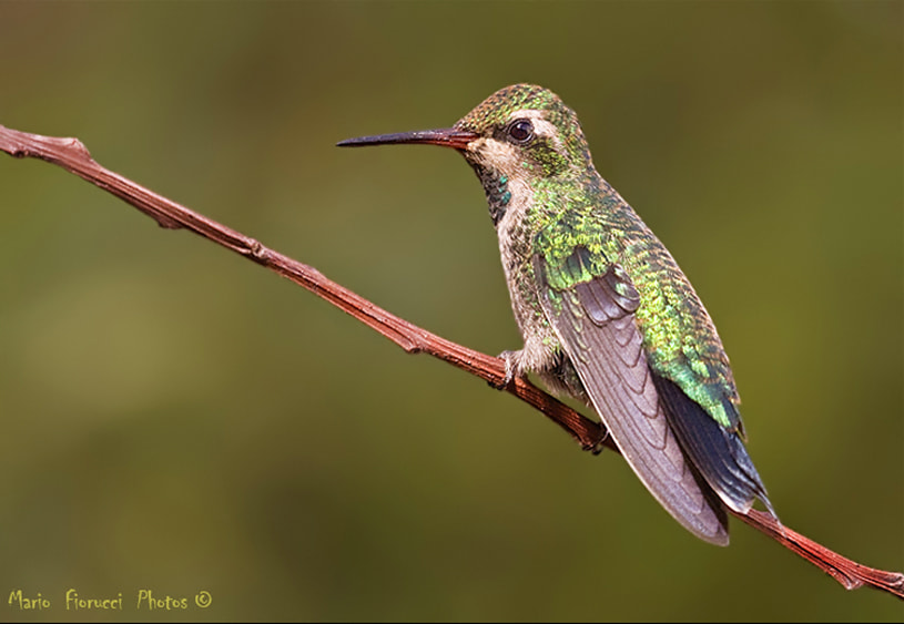 Canon EOS 40D + Canon EF 100-400mm F4.5-5.6L IS USM sample photo. Hummingbird close up photography