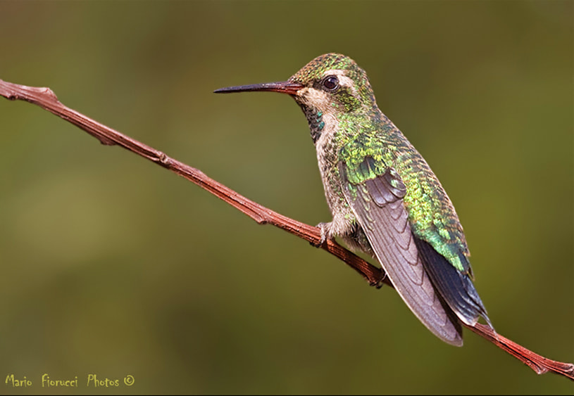 Canon EOS 40D sample photo. Hummingbird close up photography