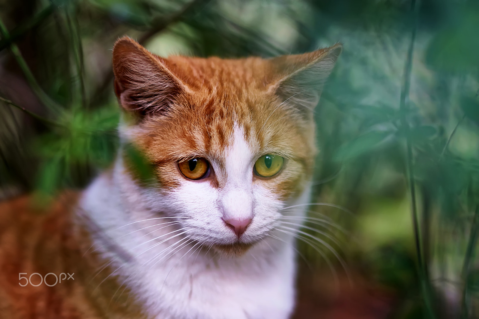 Sony Planar T* 50mm F1.4 ZA SSM sample photo. Cautious photography
