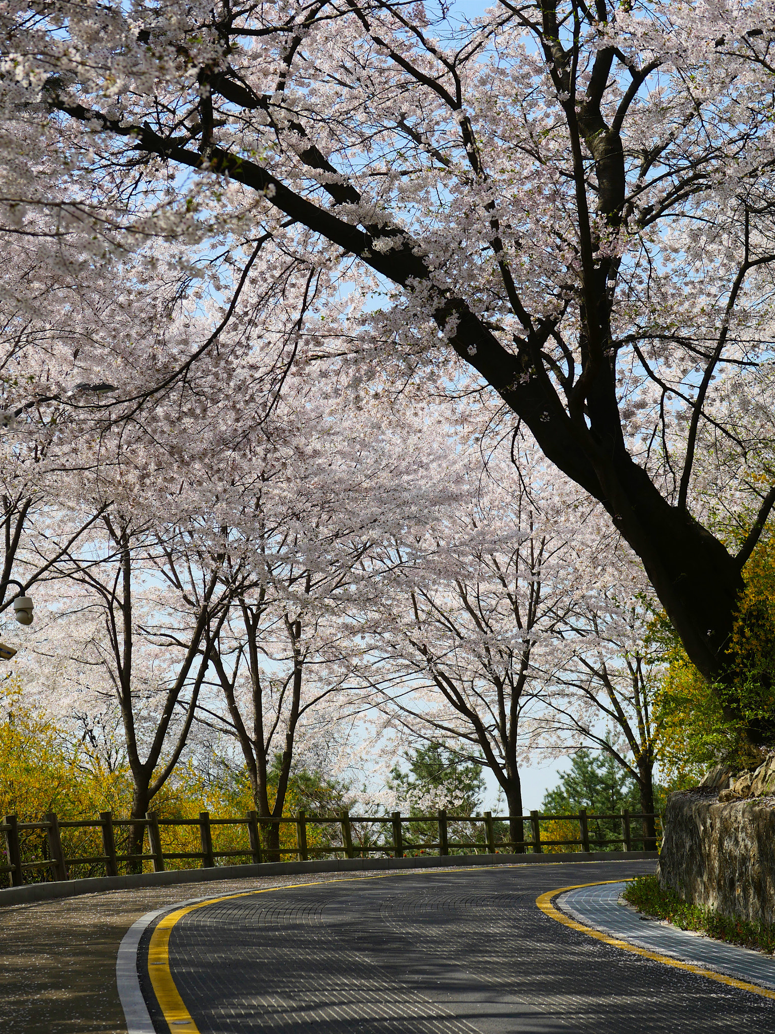 Panasonic Lumix DMC-GH4 sample photo. Namsan park photography