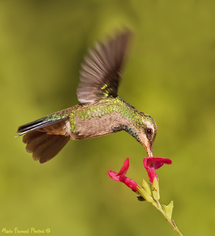 Canon EF 100-400mm F4.5-5.6L IS USM sample photo. Winged beauty photography