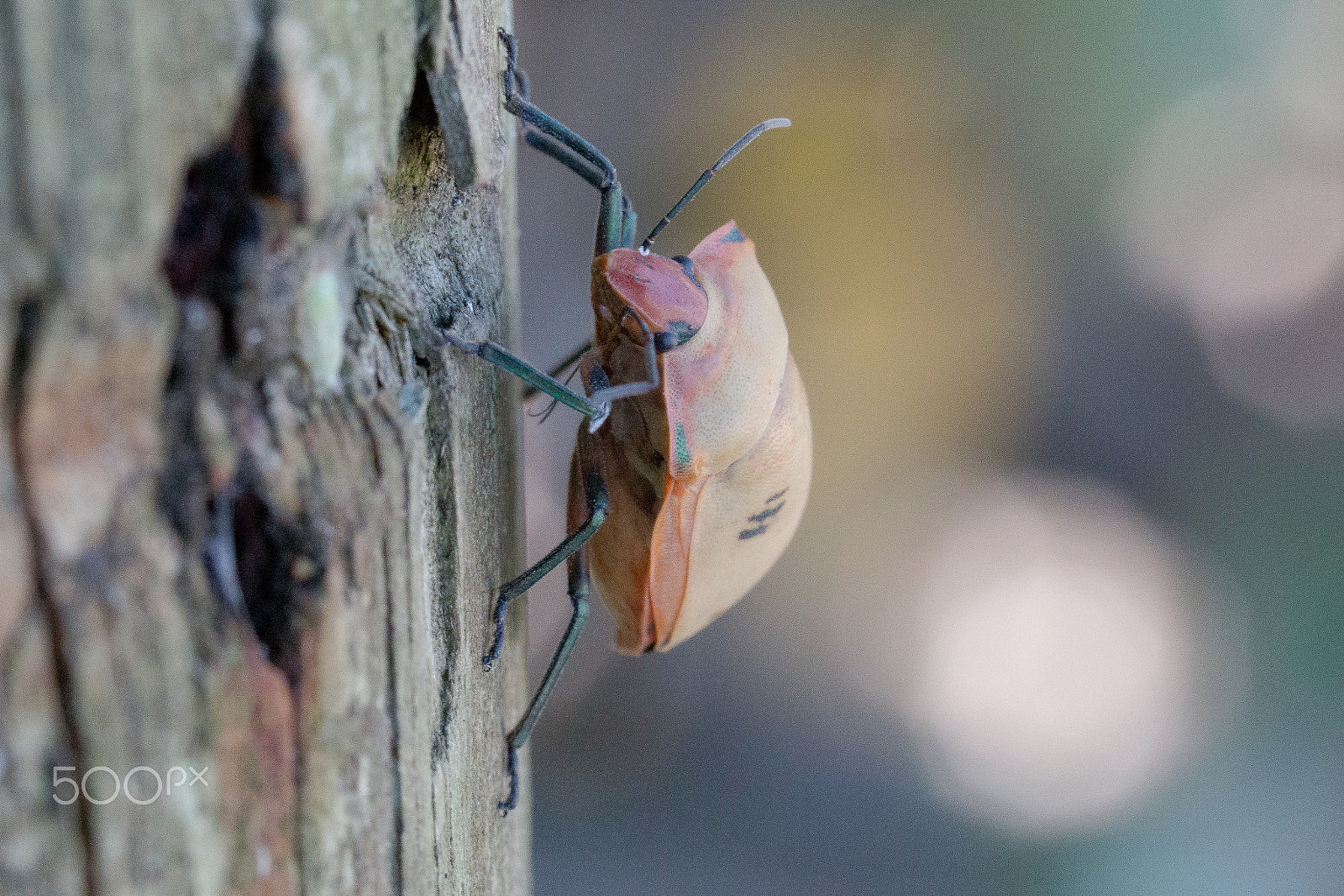 Canon EOS 70D + Canon EF 100mm F2.8L Macro IS USM sample photo. Unknown bug photography