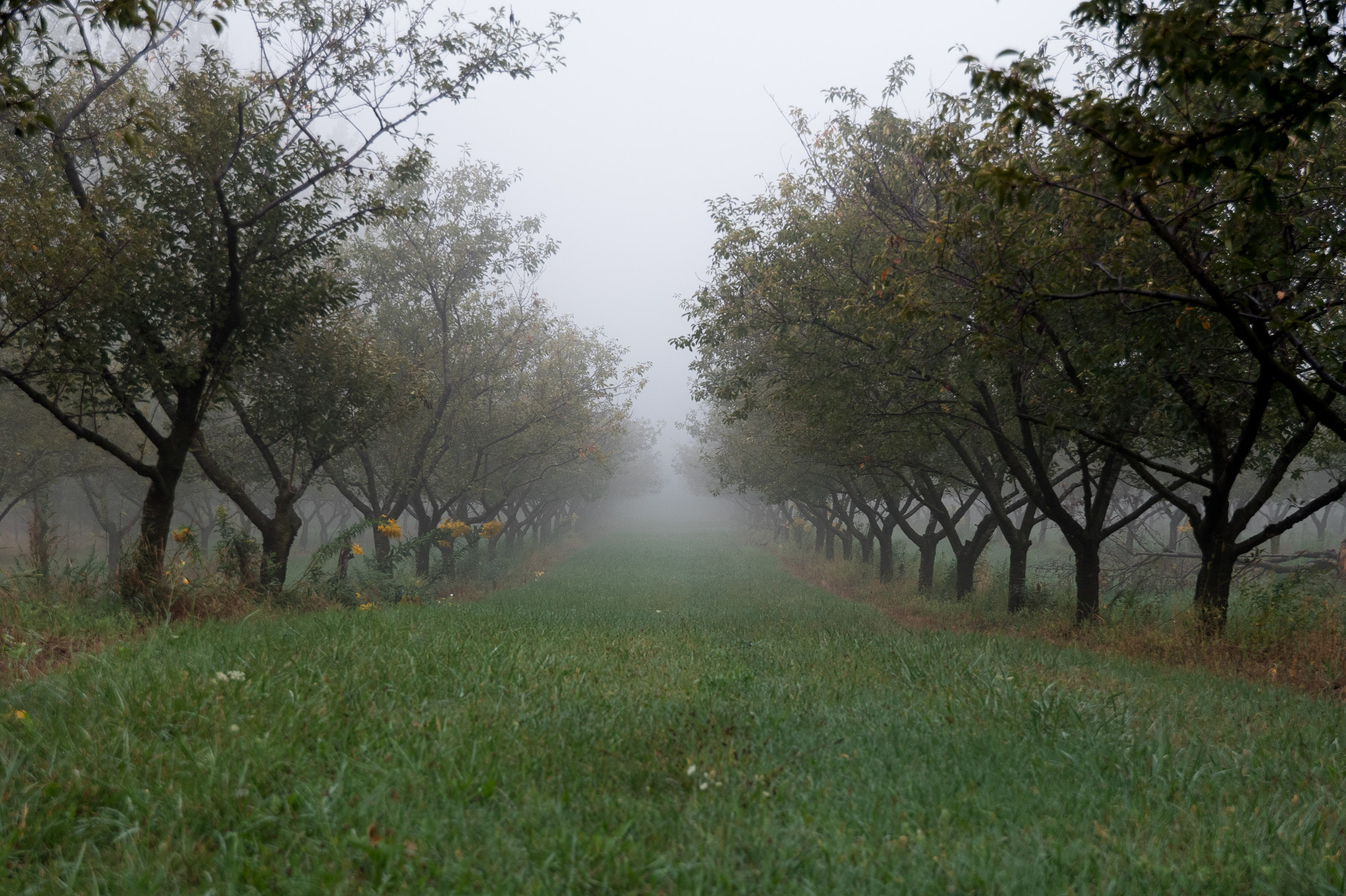 Nikon D500 sample photo. Ghosts of the orchard photography