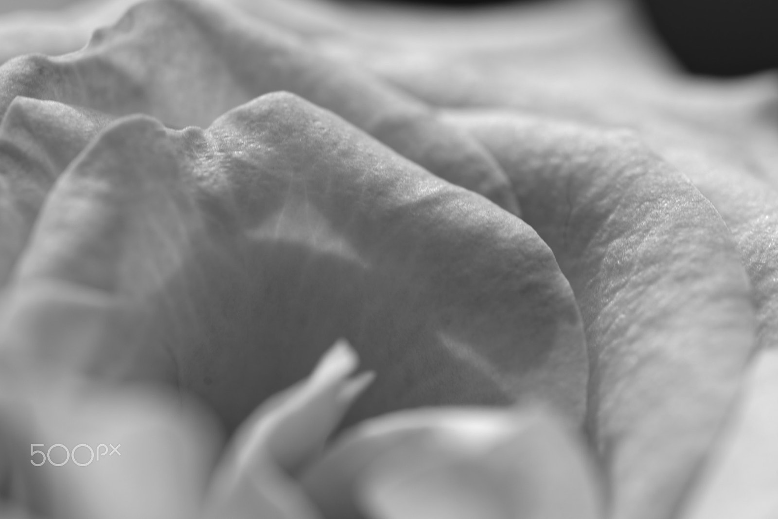 Sigma 105mm F2.8 EX DG OS HSM sample photo. Rose photography