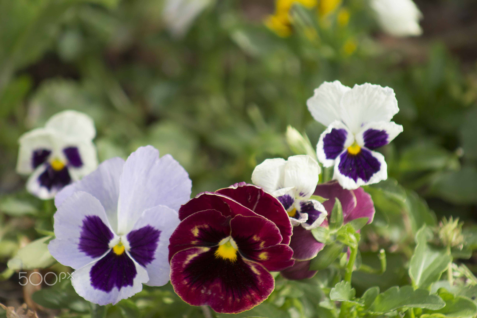 Canon EF 75-300mm f/4-5.6 USM sample photo. Playful nature photography