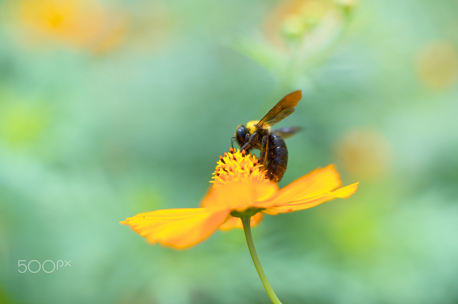 Nikon Df sample photo. At showa kine park photography