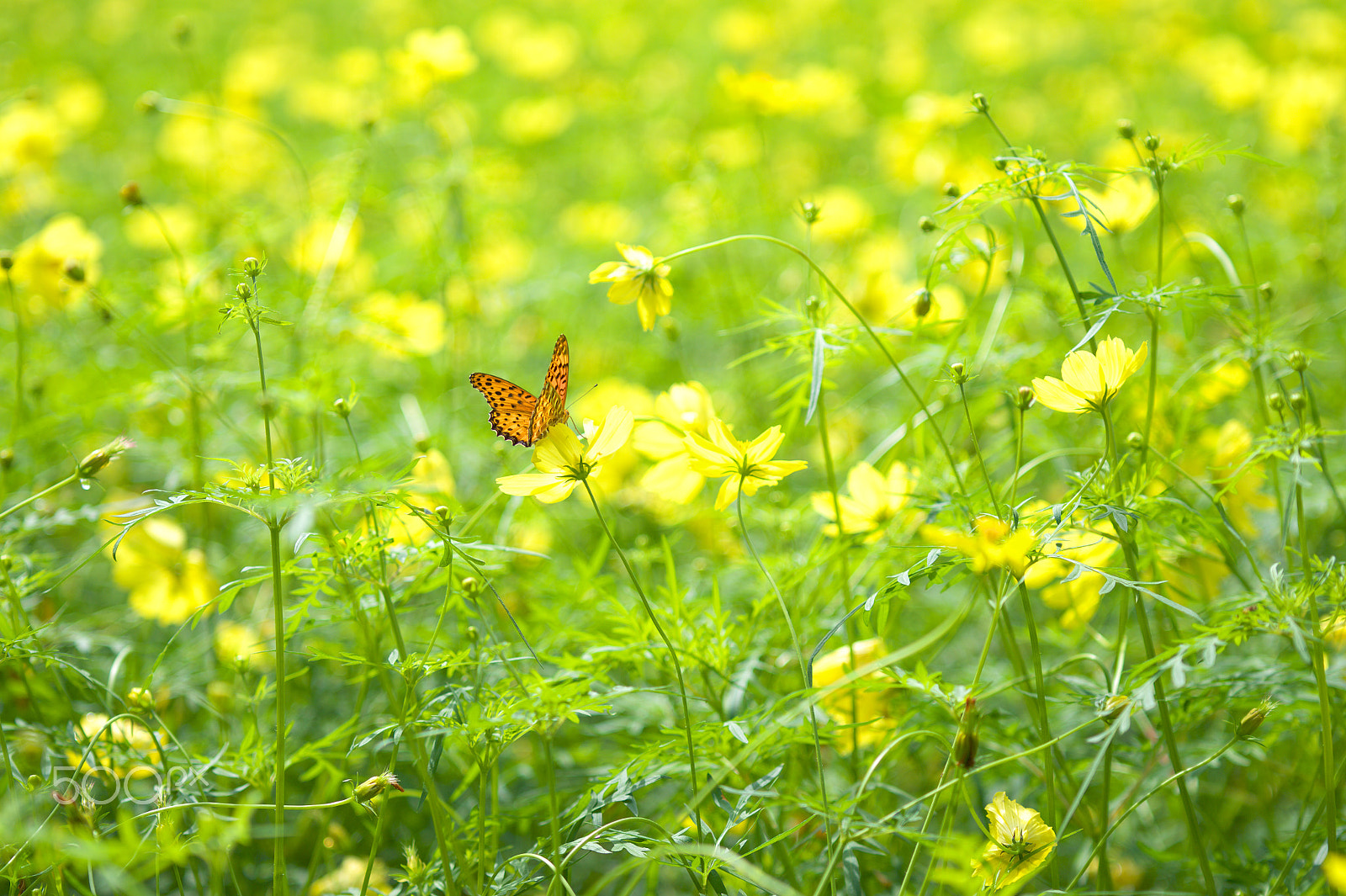 Nikon Df sample photo. At showa kine park photography