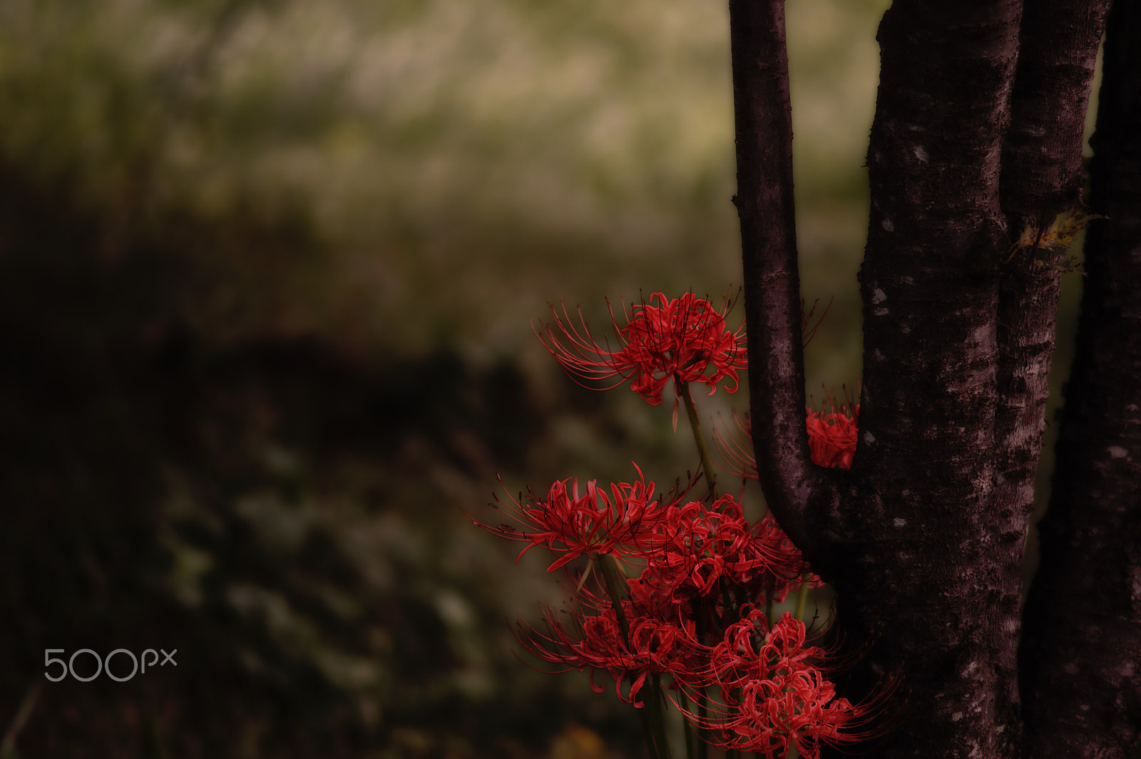 Nikon Df + AF Nikkor 50mm f/1.8 sample photo. At showa kine park photography