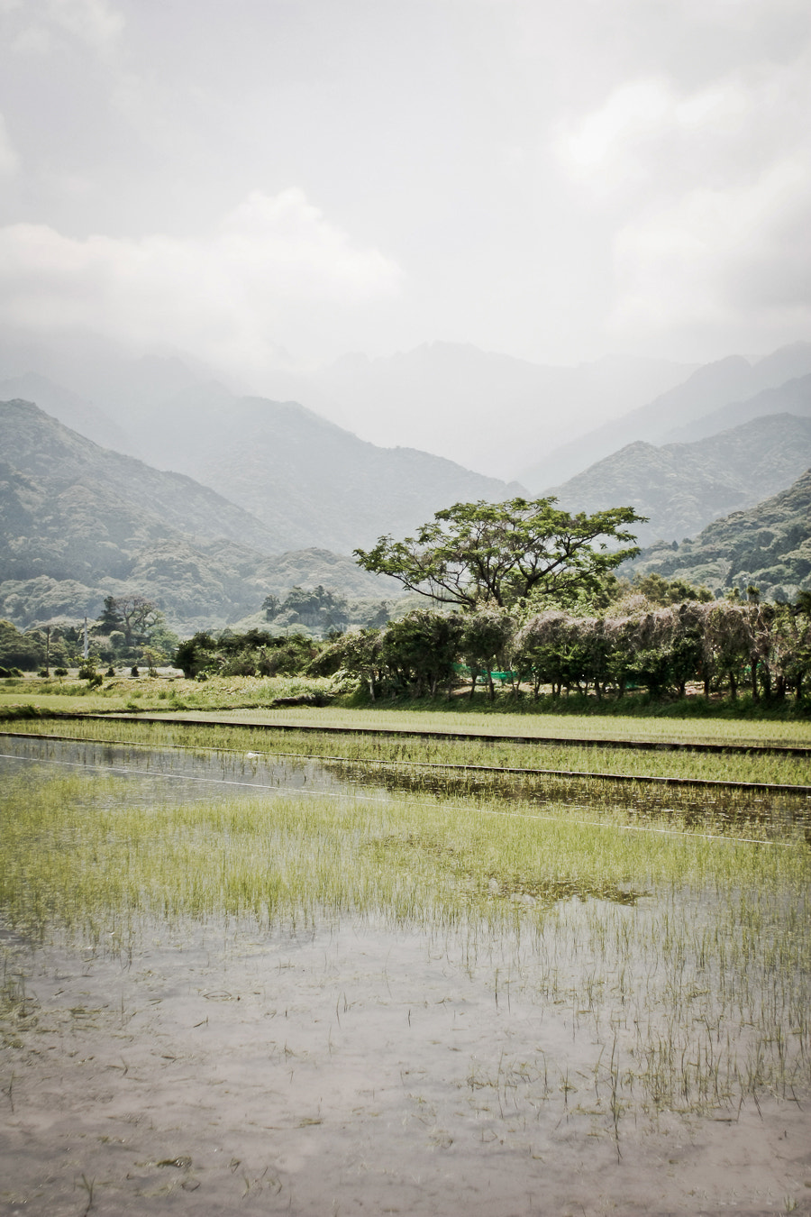 Canon EF 28mm F1.8 USM sample photo. Yakushima island, japan photography