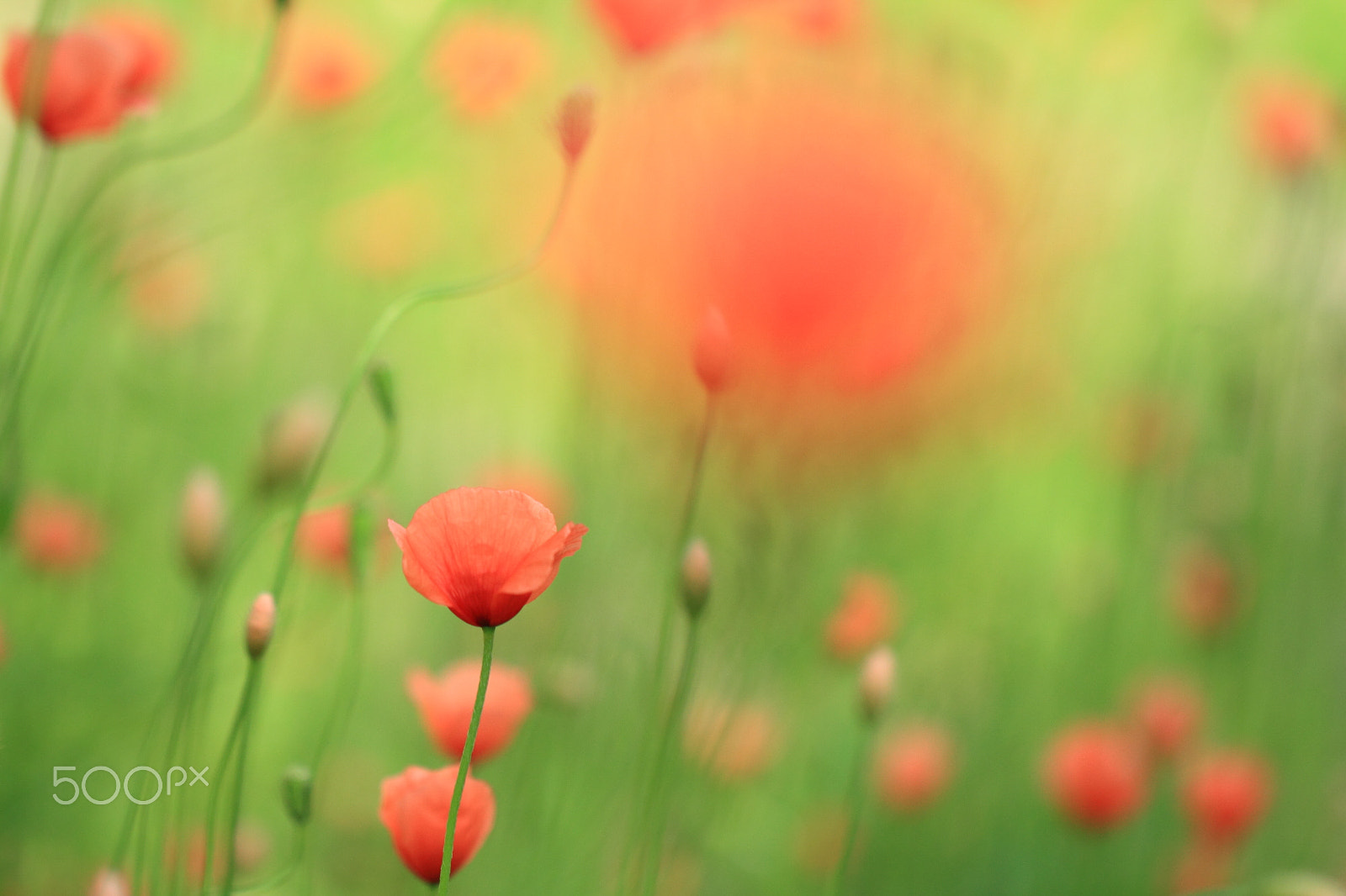 Canon EOS 7D + Canon EF 100mm F2.8L Macro IS USM sample photo. Your tender feeling photography