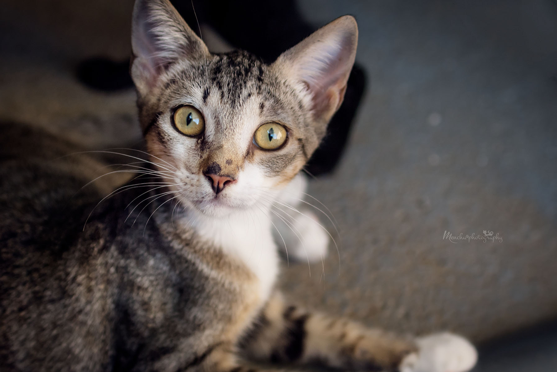 EF28-70mm f/2.8L USM sample photo. Ayli photography