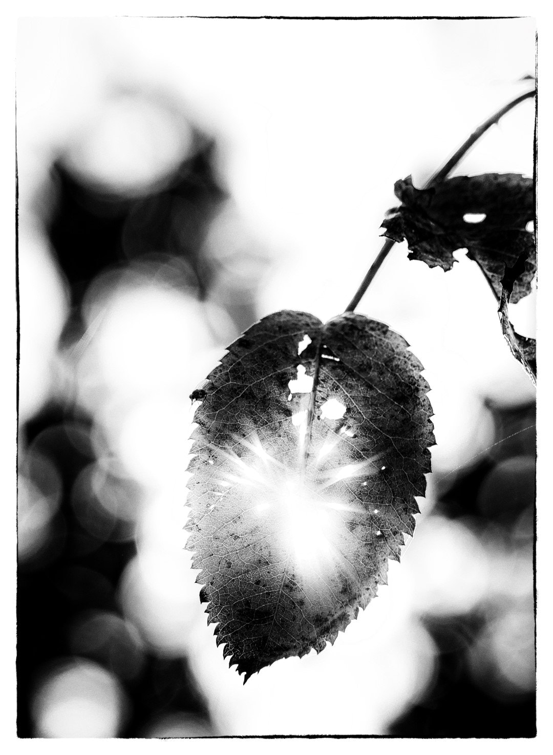 Canon EOS 7D Mark II sample photo. A leaf in backlight photography