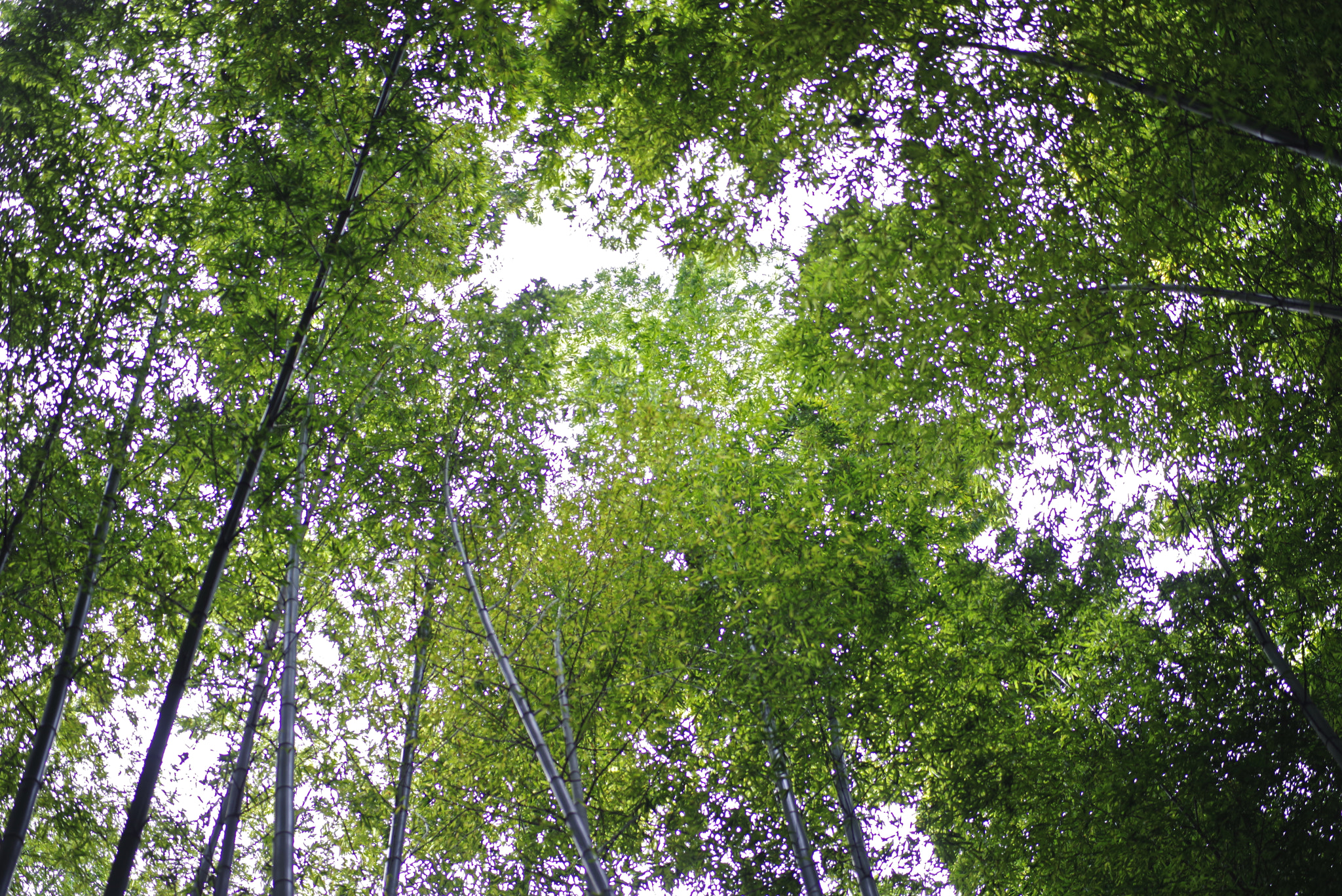 Pentax K-1 sample photo. Bamboo sky photography