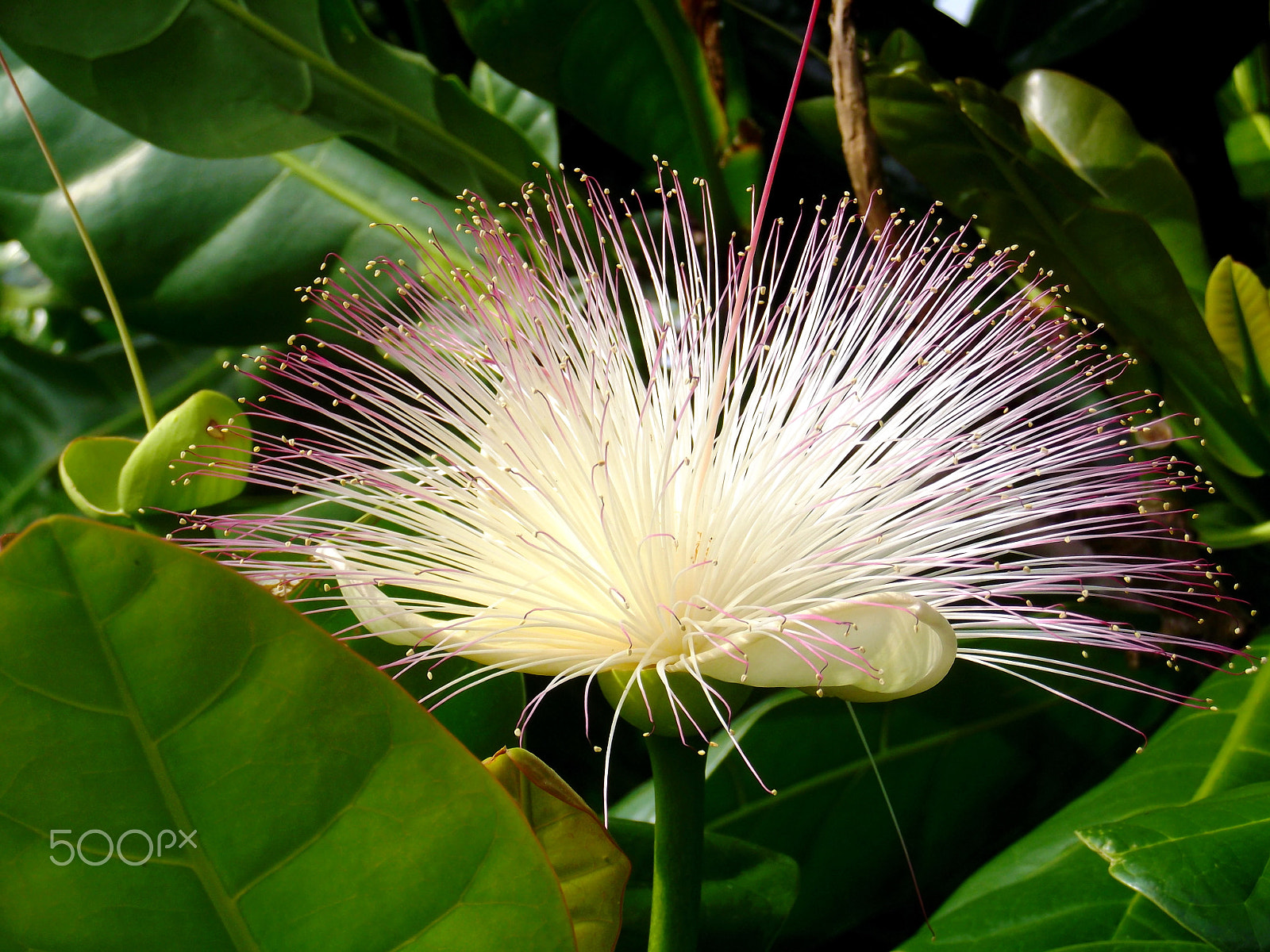 FujiFilm FinePix T300 (FinePix T305 / FinePix T305) sample photo. Flower of the fish poison tree photography